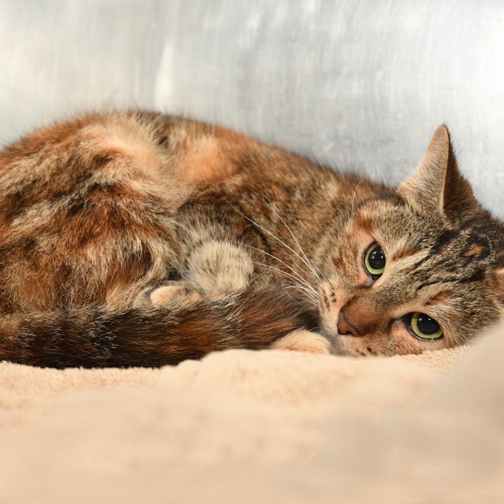 Enlarge Bella PR, a Adoptable Domestic Short Hair in Natick, MA image 4/6
