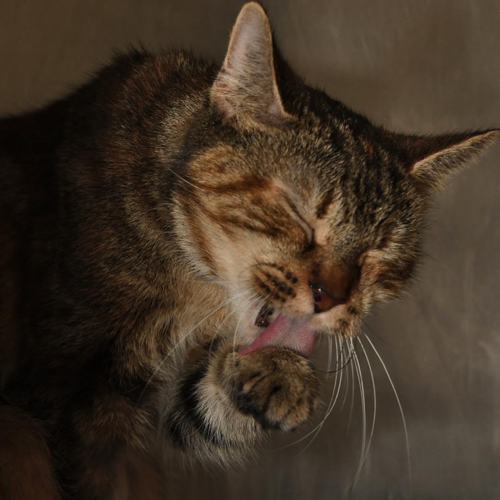 Enlarge Bella PR, a Adoptable Domestic Short Hair in Natick, MA image 5/6
