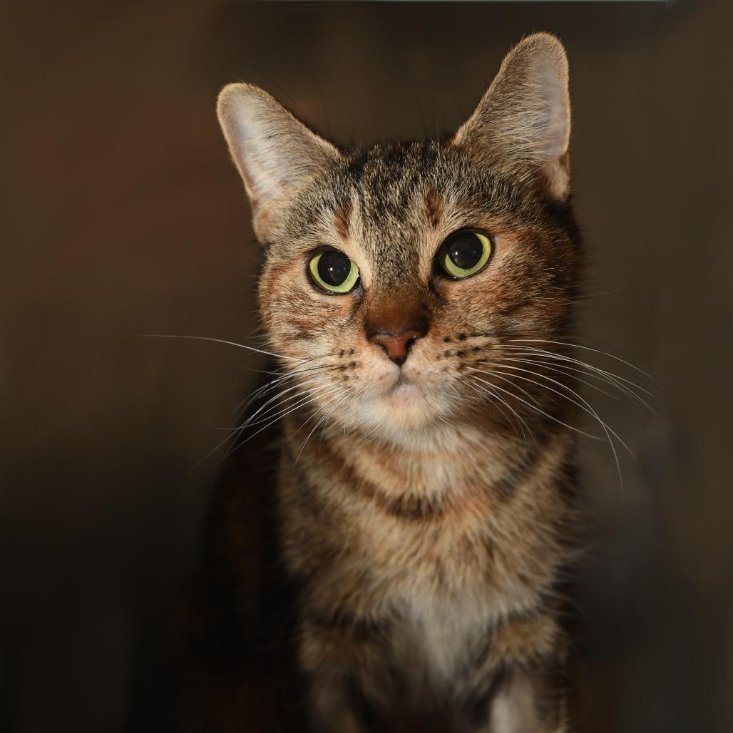 Bella PR, Adoptable, Adult Female Domestic Short Hair.