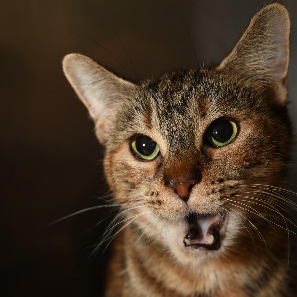 Enlarge Bella PR, a Adoptable Domestic Short Hair in Natick, MA image 6/6