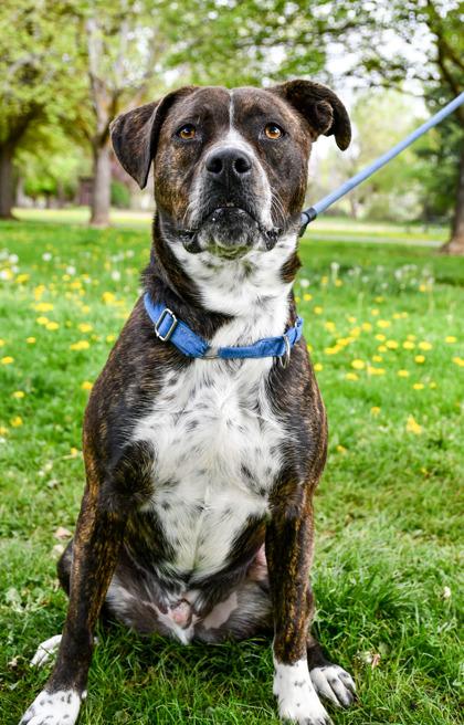 Enlarge Cheese, a Adoptable mixed breed in Yakima, WA image 1/3