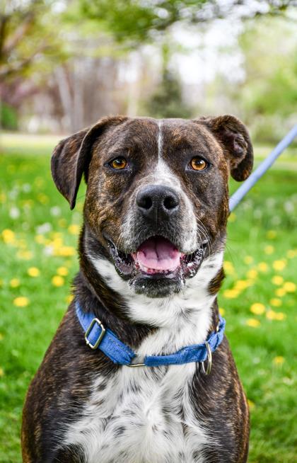 Enlarge Cheese, a Adoptable mixed breed in Yakima, WA image 2/3