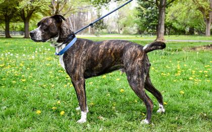 Enlarge Cheese, a Adoptable mixed breed in Yakima, WA image 3/3