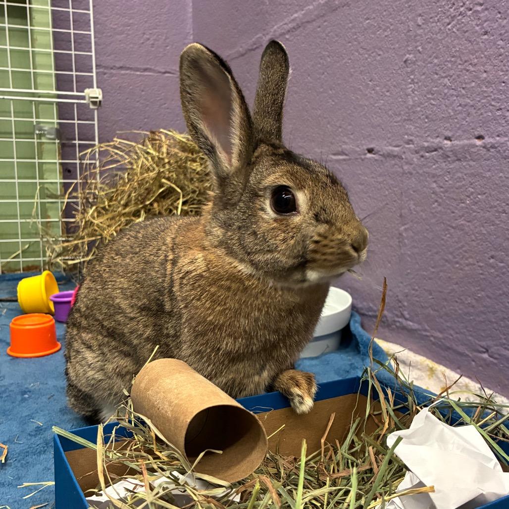 Poppie, Adoptable, Adult Female Mini Rex & Bunny Rabbit.