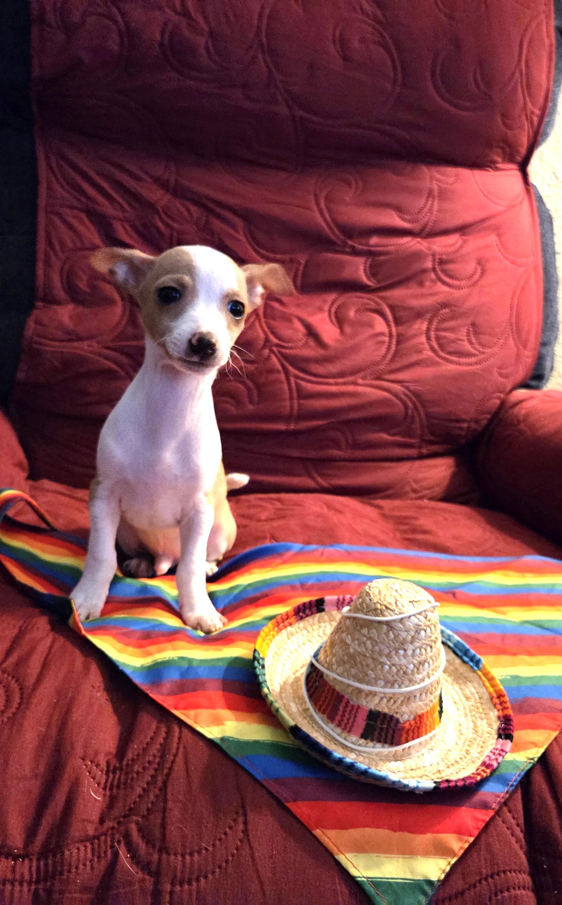 Enlarge Paco, an adopted mixed breed in Oakdale, CA image 1/3