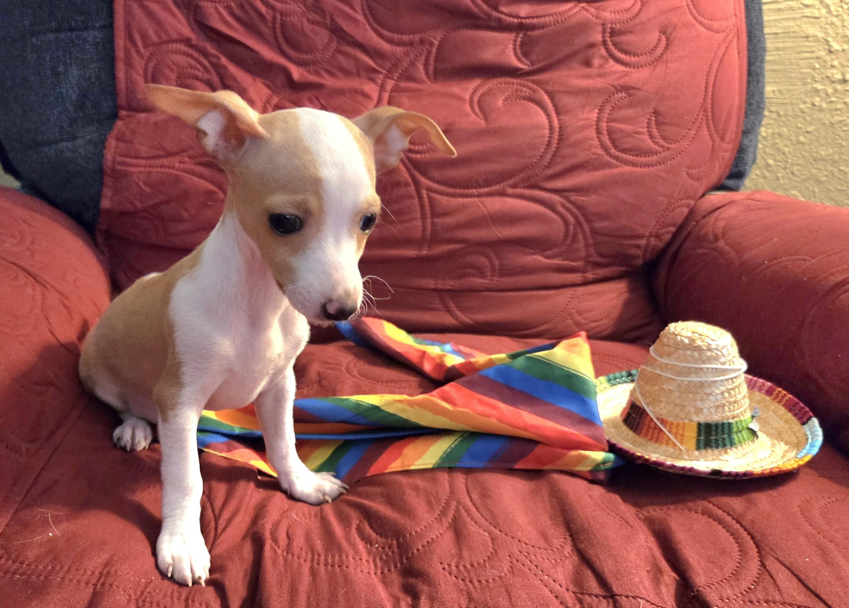 Enlarge Paco, an adopted mixed breed in Oakdale, CA image 3/3