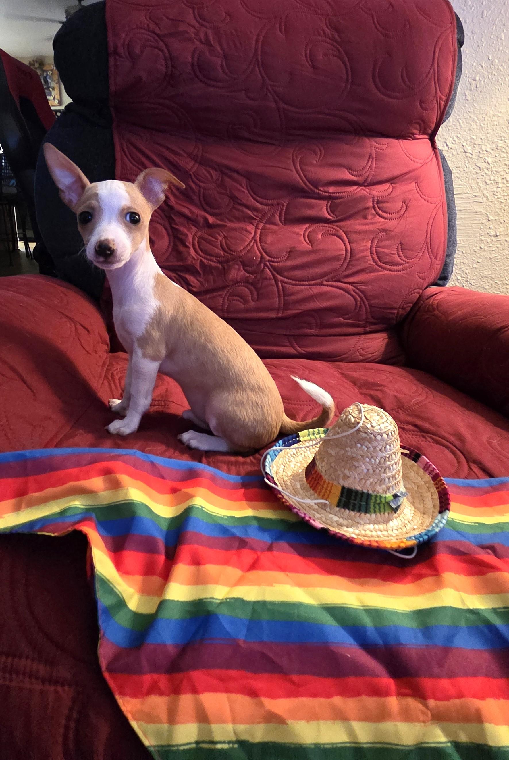 Enlarge Paco, an adopted mixed breed in Oakdale, CA image 2/3