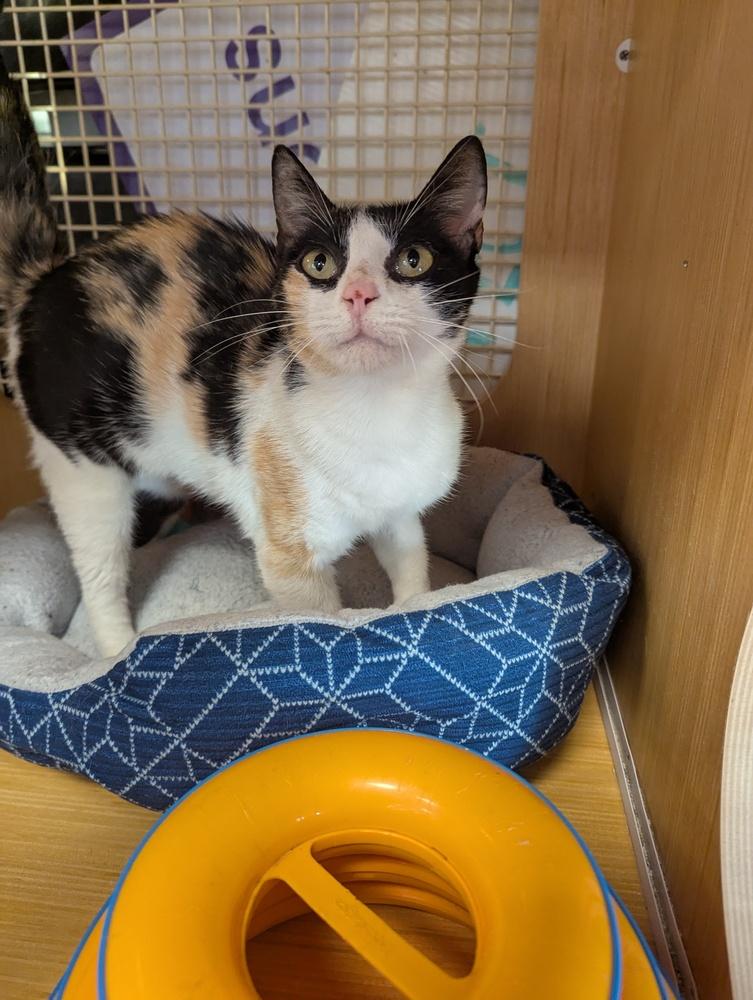 Sage Blossom 9970, a Adoptable Domestic Short Hair in Dallas, TX image 2/2