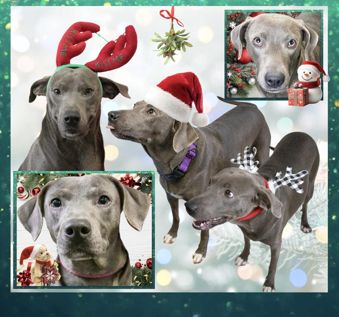 Dove, Adoptable, Adult Female Weimaraner & Labrador Retriever.