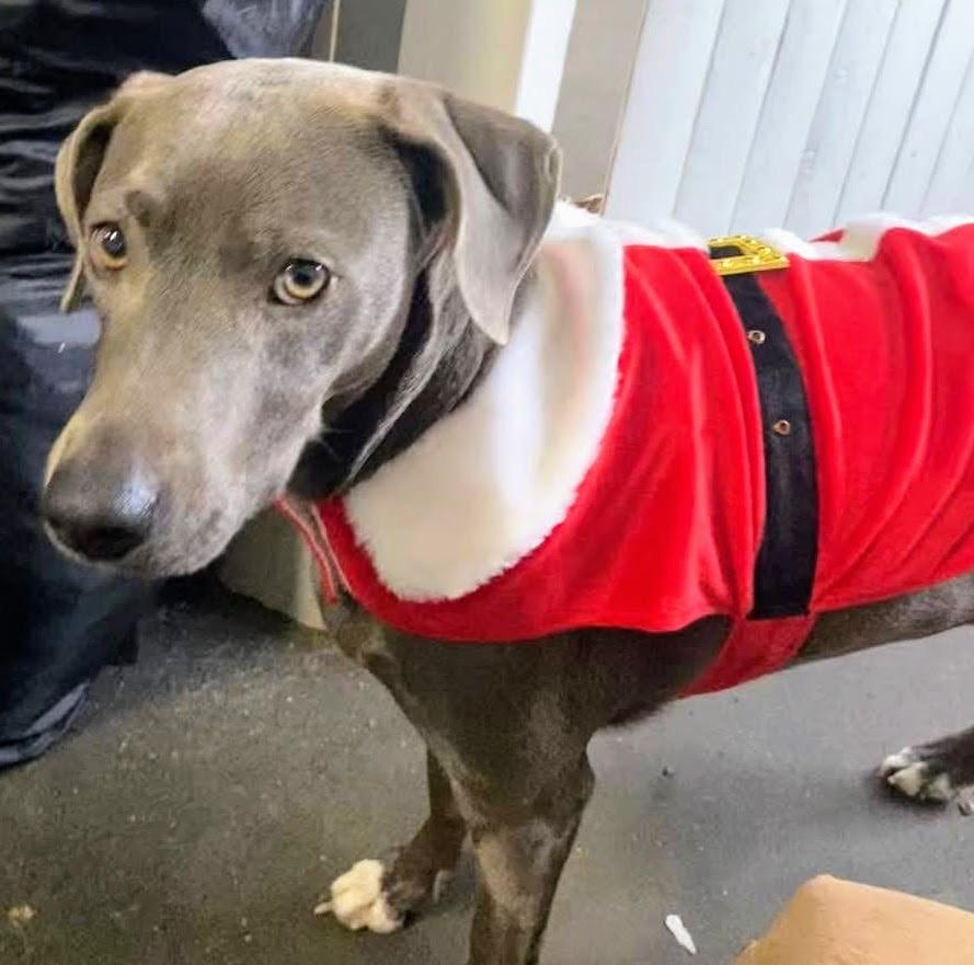 Enlarge Dove, a Adoptable mixed breed in Westfield, NY image 2/4