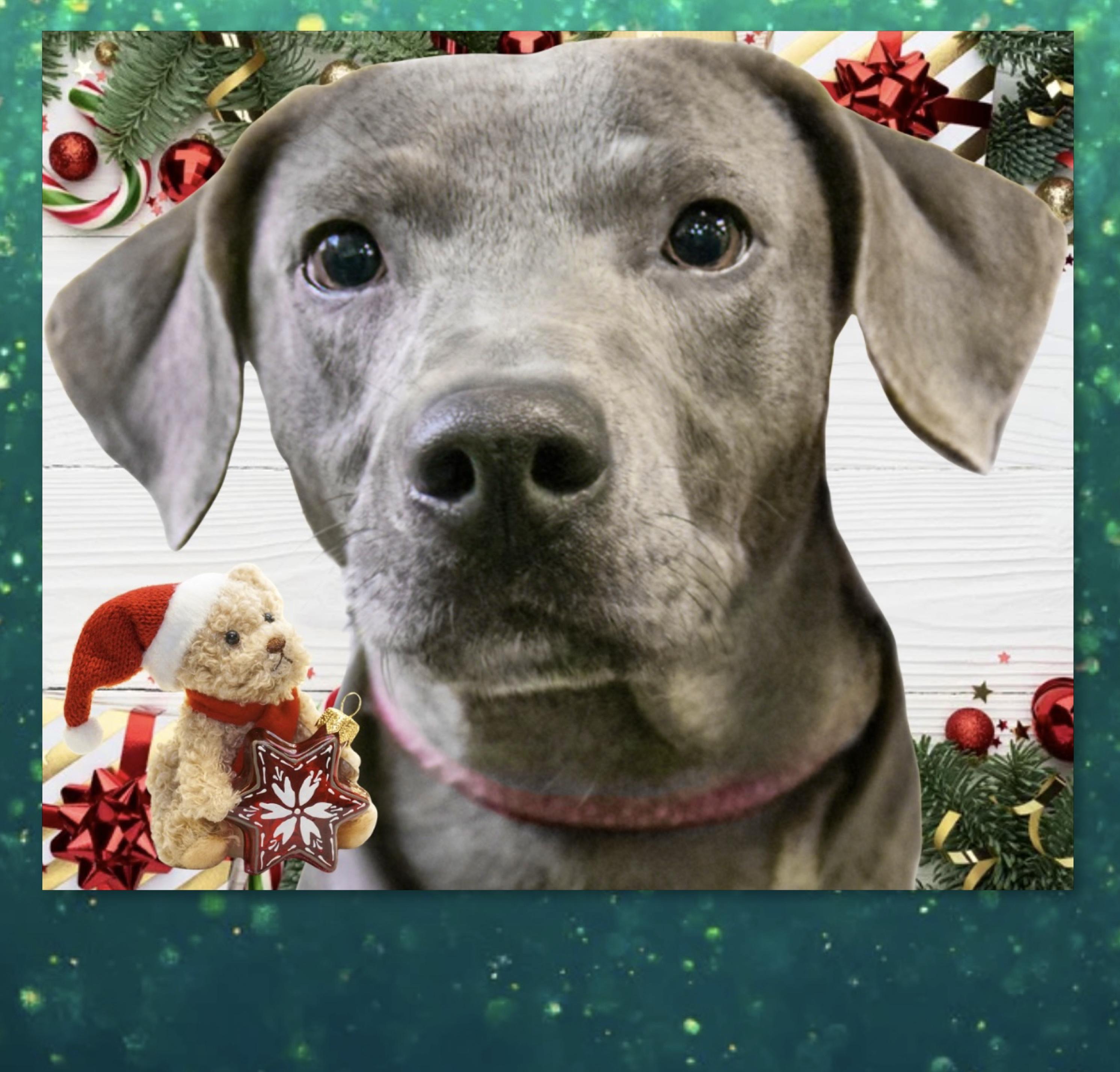 Enlarge Dove, a Adoptable mixed breed in Westfield, NY image 3/4