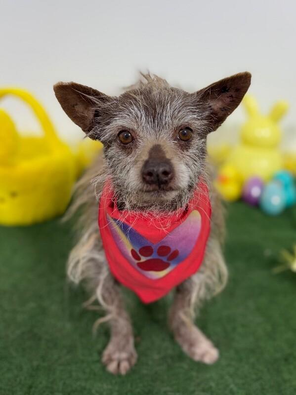 Scotty-One of our Amazing Rescue Dogs, Adoptable, Adult Male Cairn Terrier & Chinese Crested Dog.