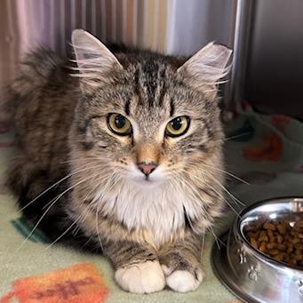 Cleo, Adoptable, Adult Female Domestic Medium Hair.