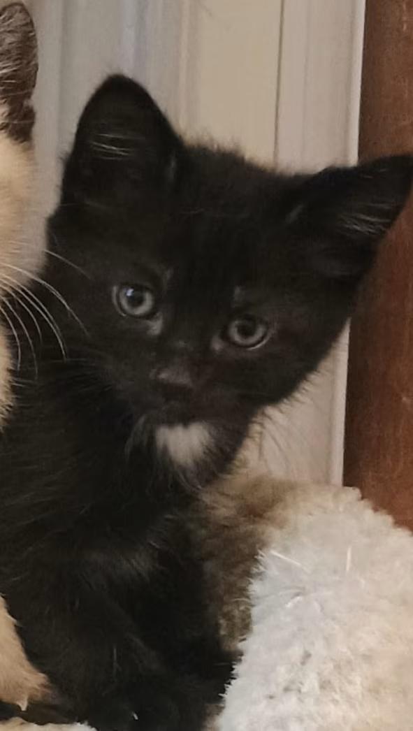 Enlarge Boba, an adopted Domestic Short Hair in Greensboro, NC image 1/1