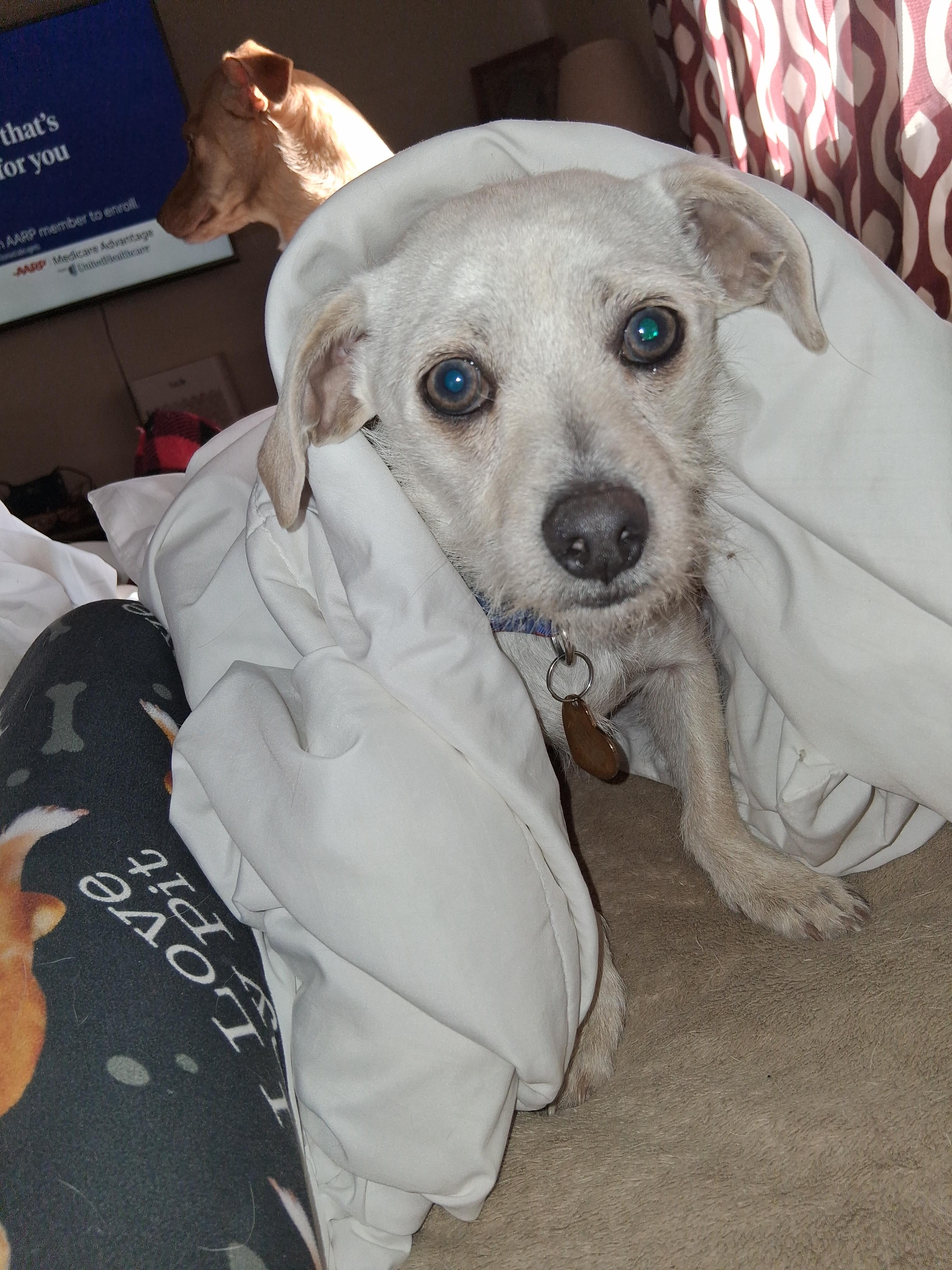 Tiger, ADOPTABLE, Young Male Terrier & Chiweenie.