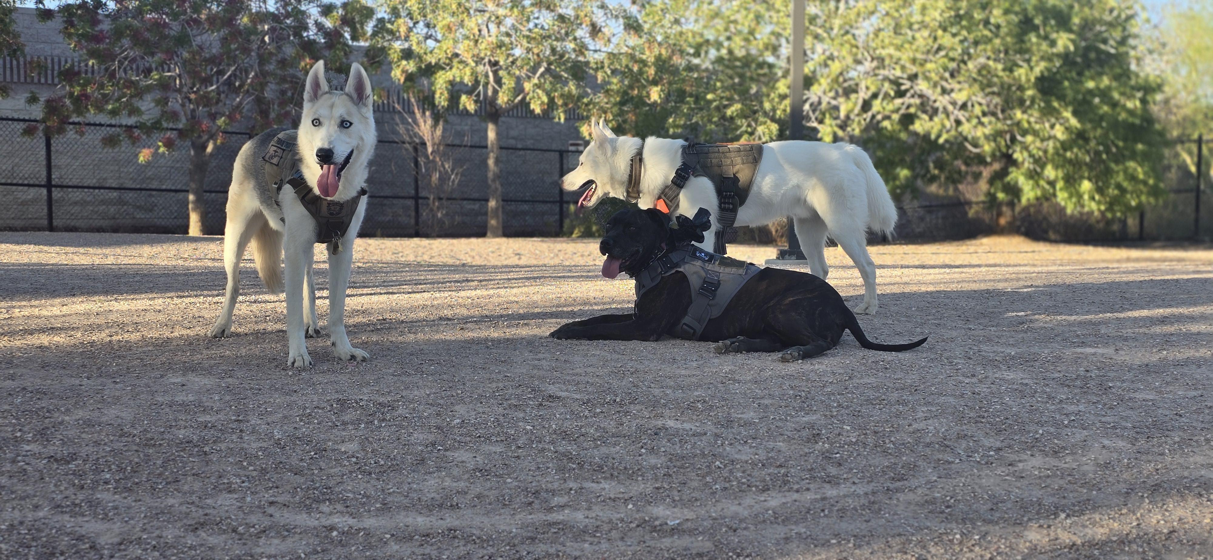 Enlarge Sadie (COURTESY POST), a Adoptable mixed breed in Lewiston, ID image 3/3