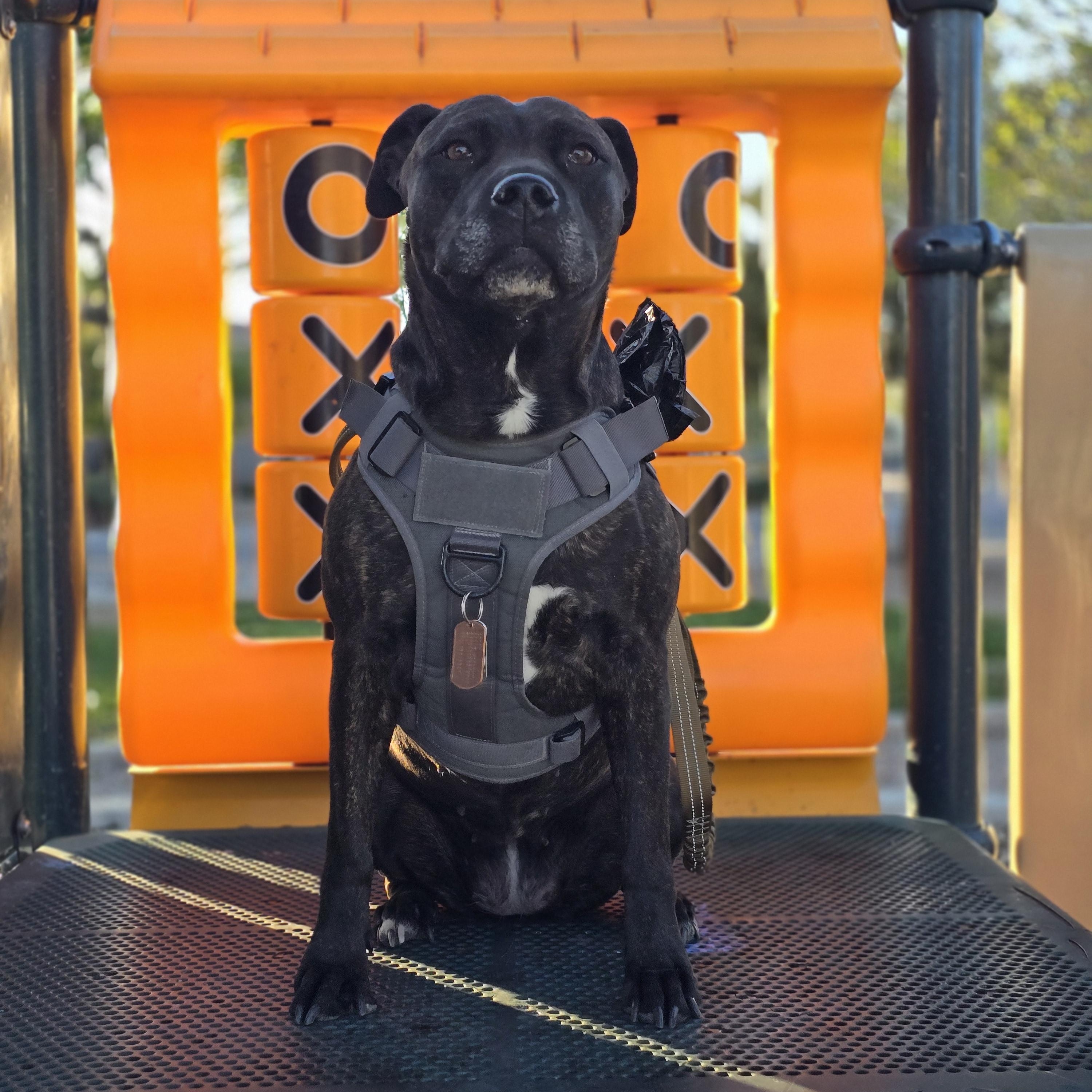 Enlarge Sadie (COURTESY POST), a Adoptable mixed breed in Lewiston, ID image 2/3
