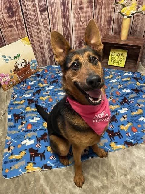 Roxanne, Adopted, Adult Female German Shepherd Dog & Mixed Breed.