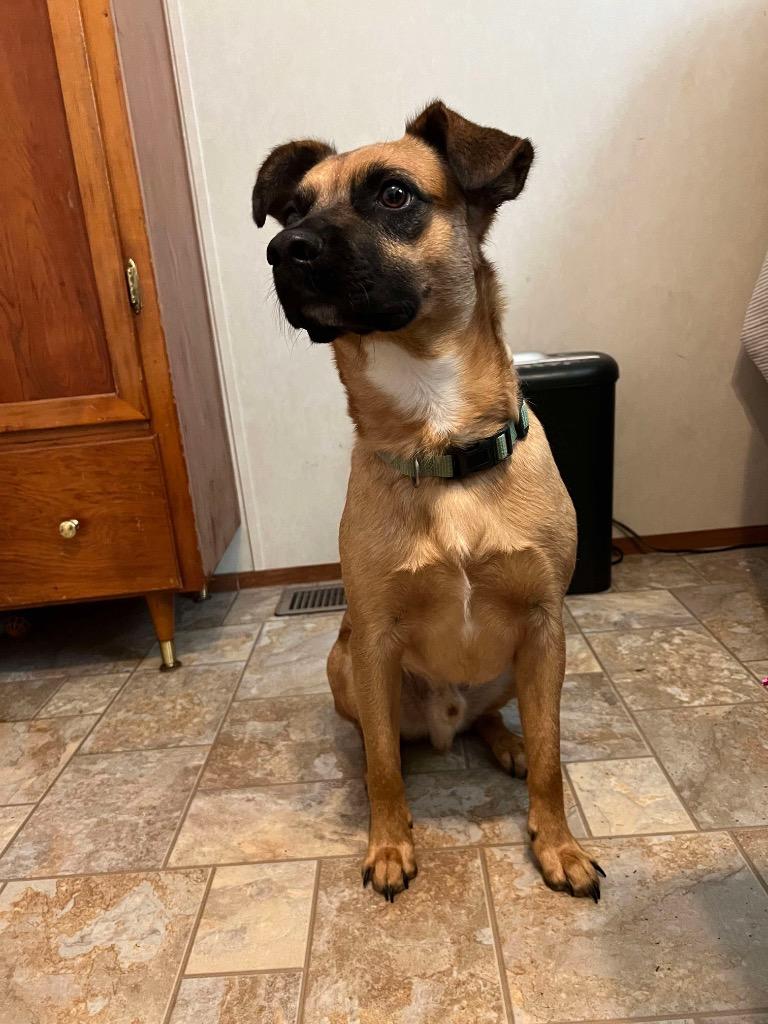 Reggie, a Adoptable mixed breed in Parsons, WV image 1/2