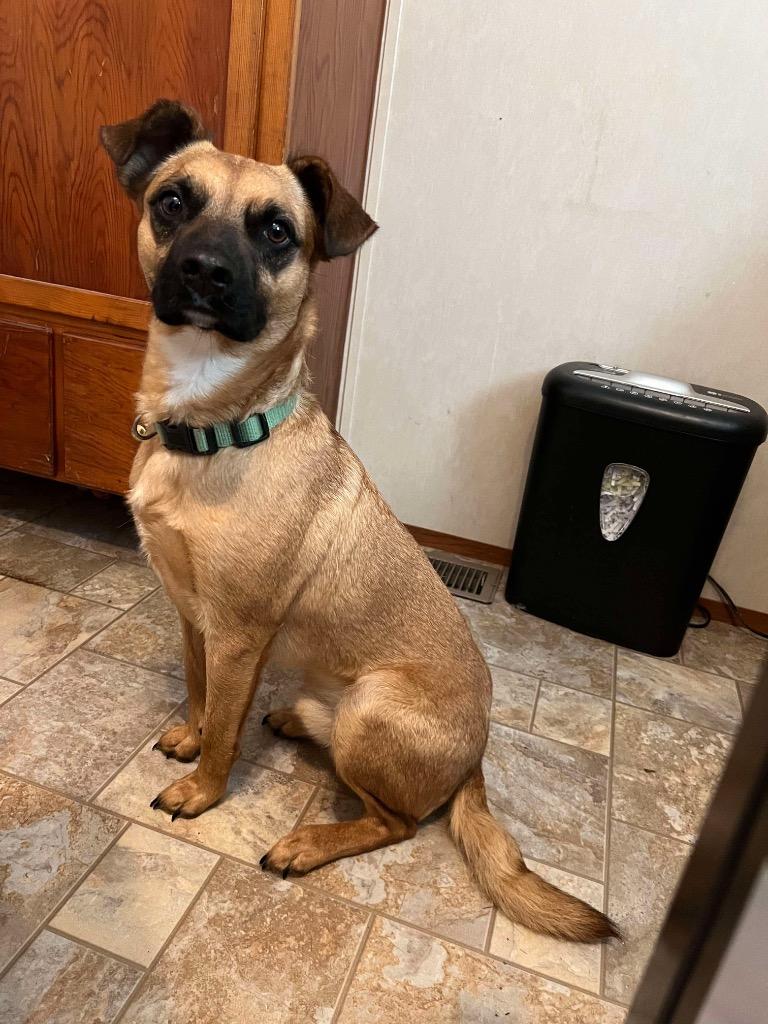 Reggie, a Adoptable mixed breed in Parsons, WV image 2/2