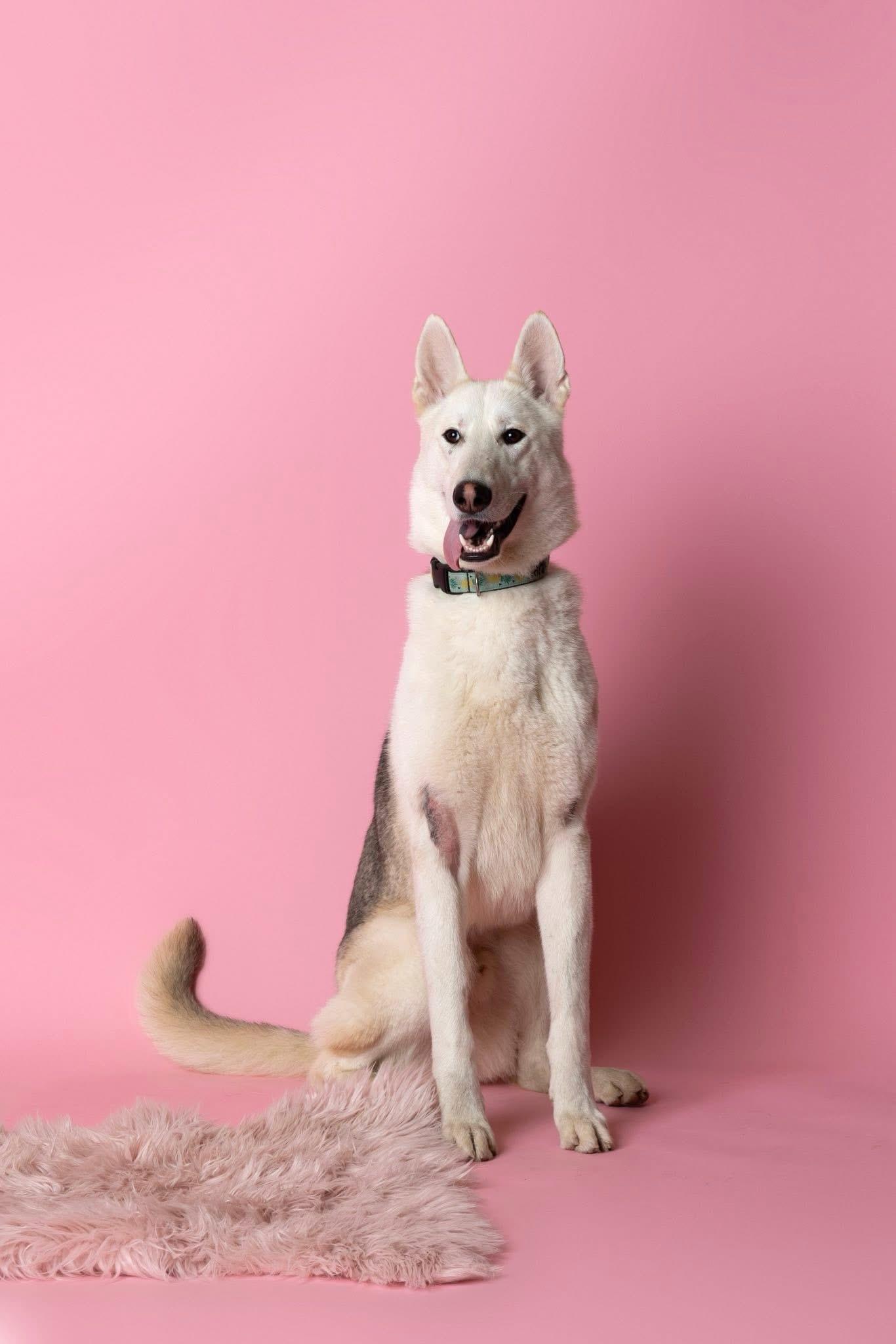 Otis, an adoptable Siberian Husky in Langley, BC, V3A 4C4 | Photo Image 3