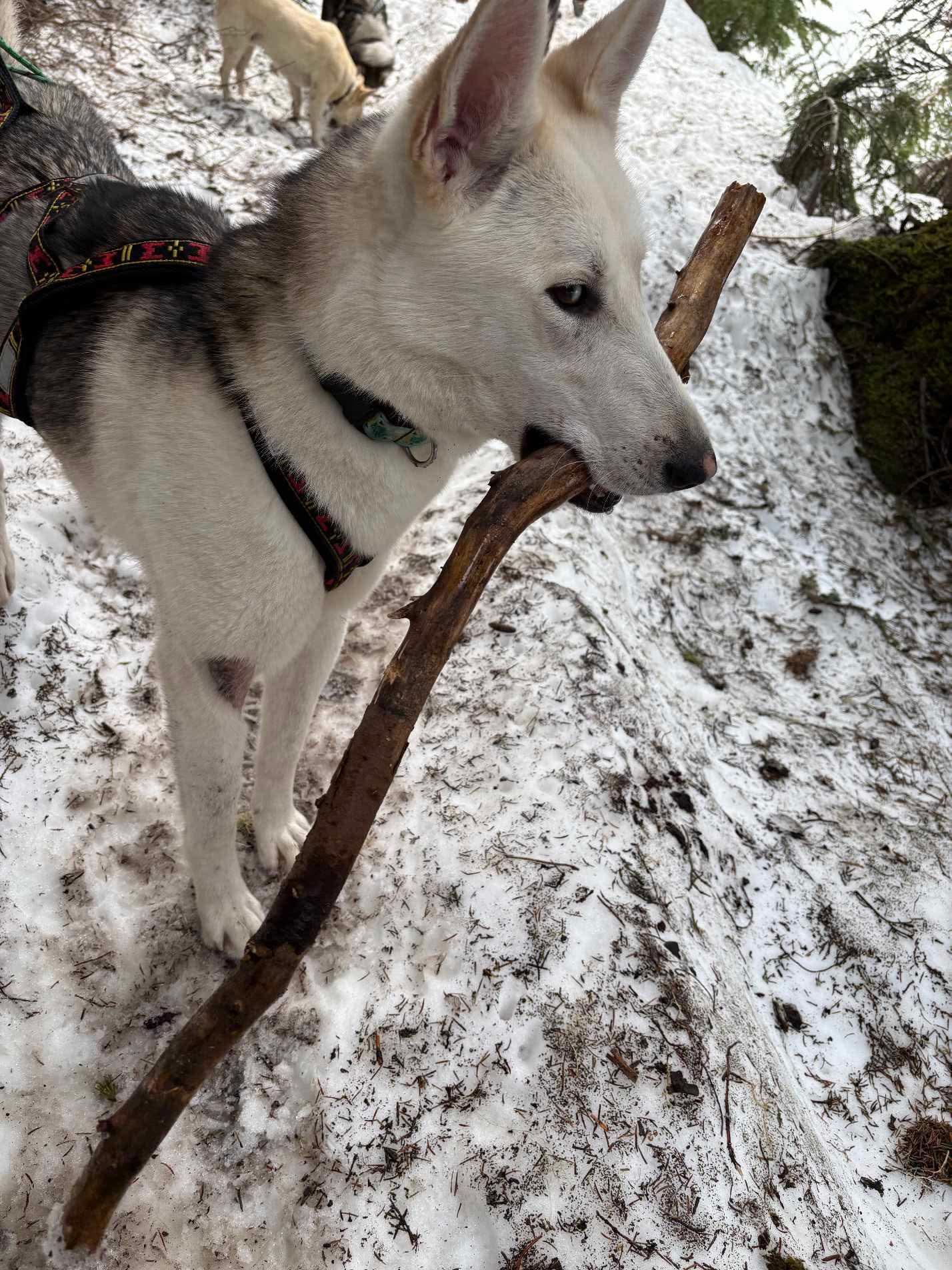 Otis, an adoptable Siberian Husky in Langley, BC, V3A 4C4 | Photo Image 6