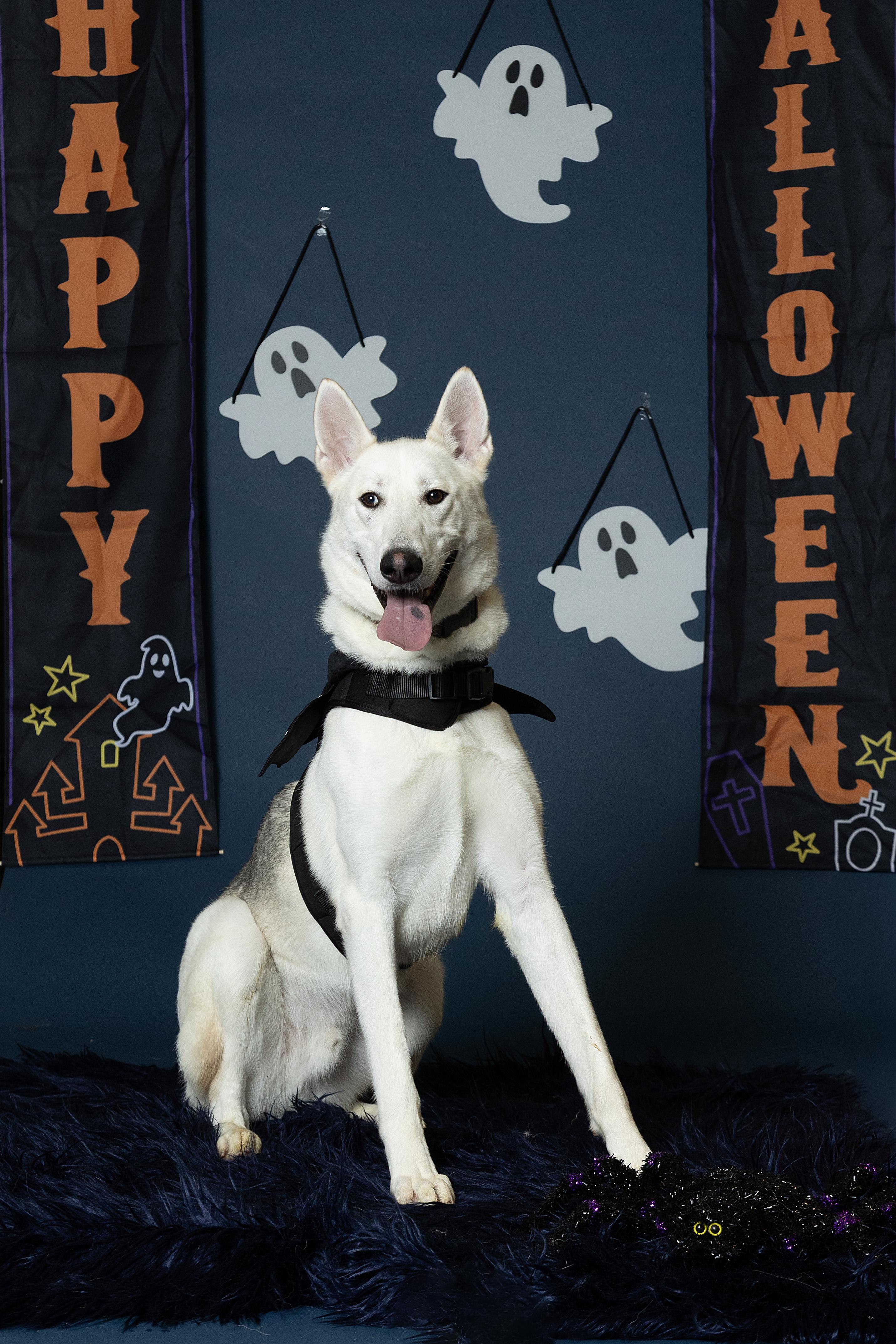 Enlarge Otis, a Adoptable mixed breed in Langley, BC image 2/6