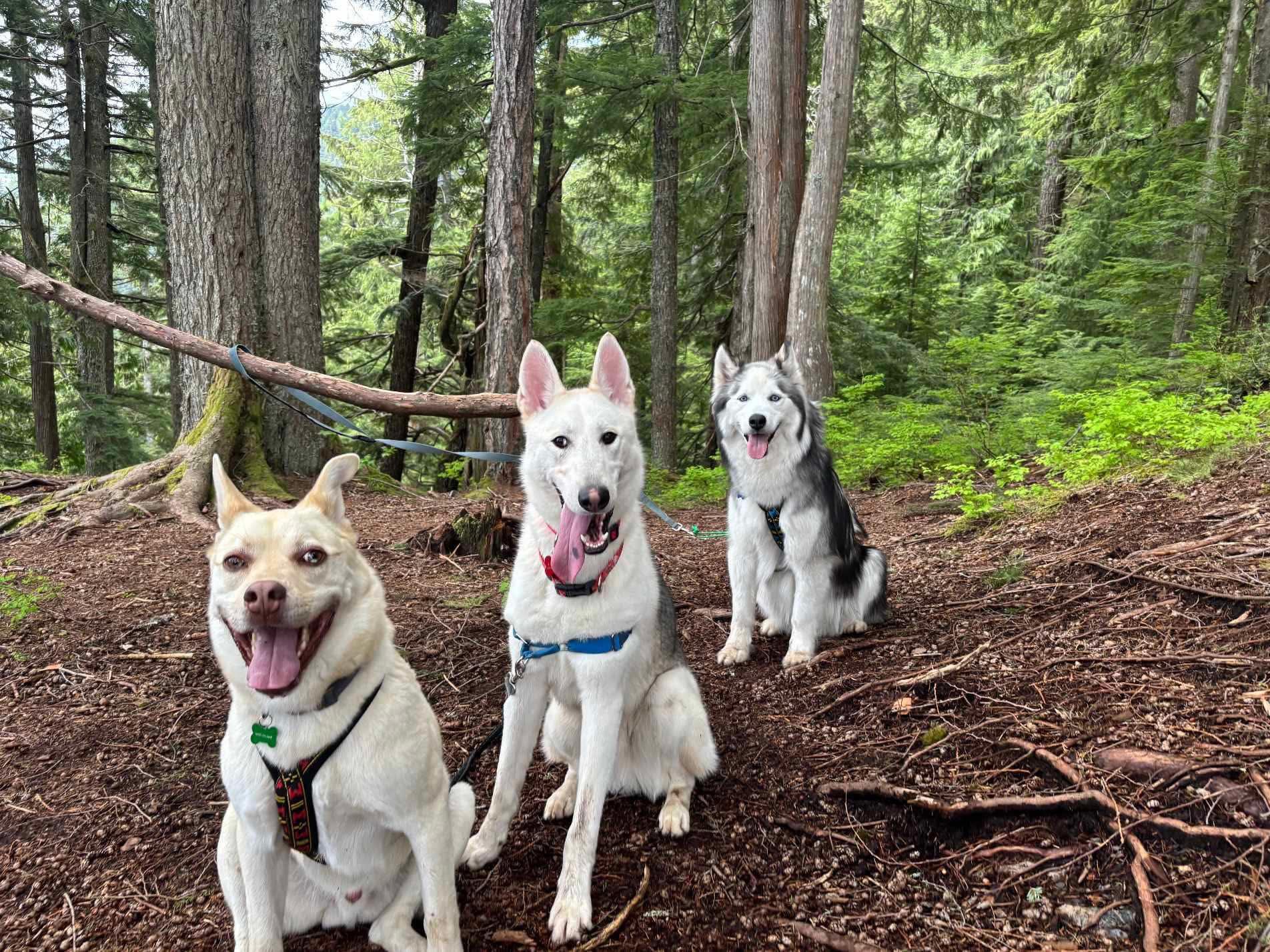 Otis, an adoptable Siberian Husky in Langley, BC, V3A 4C4 | Photo Image 5
