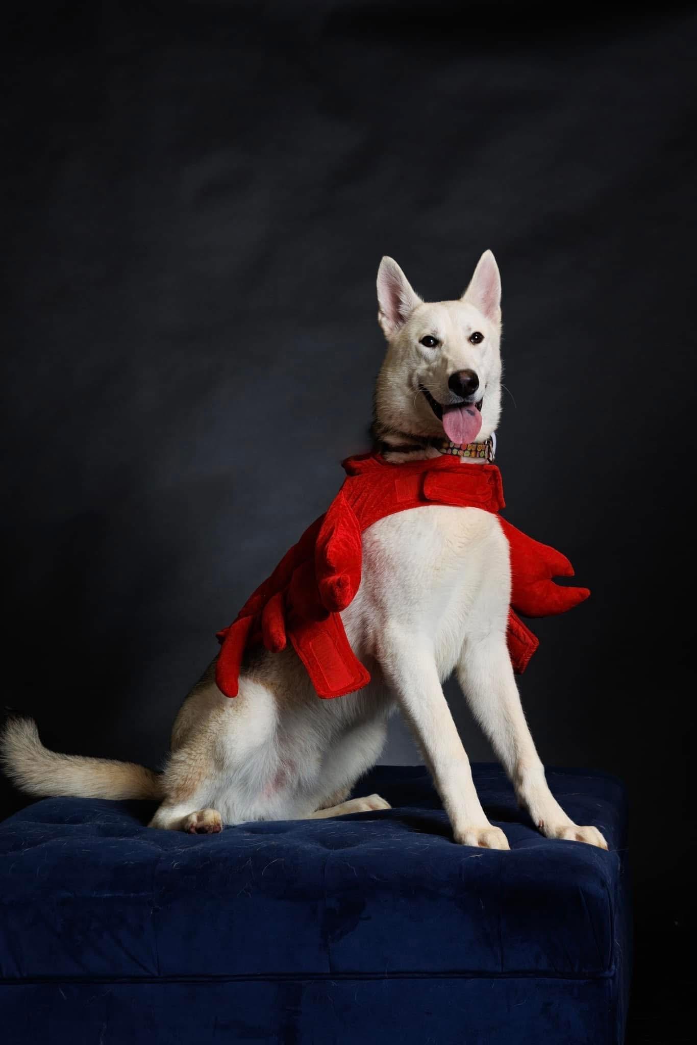 Enlarge Otis, a Adoptable mixed breed in Langley, BC image 3/6