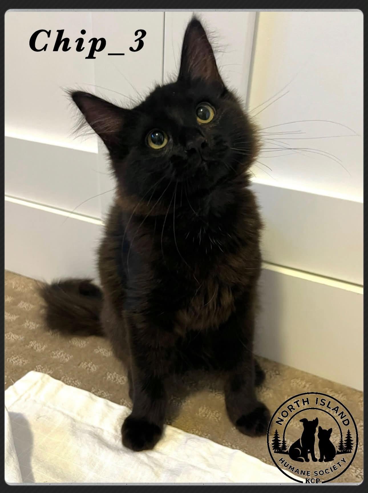 Enlarge Chip-3, a ADOPTABLE Domestic Medium Hair in Courtenay, BC image 1/1