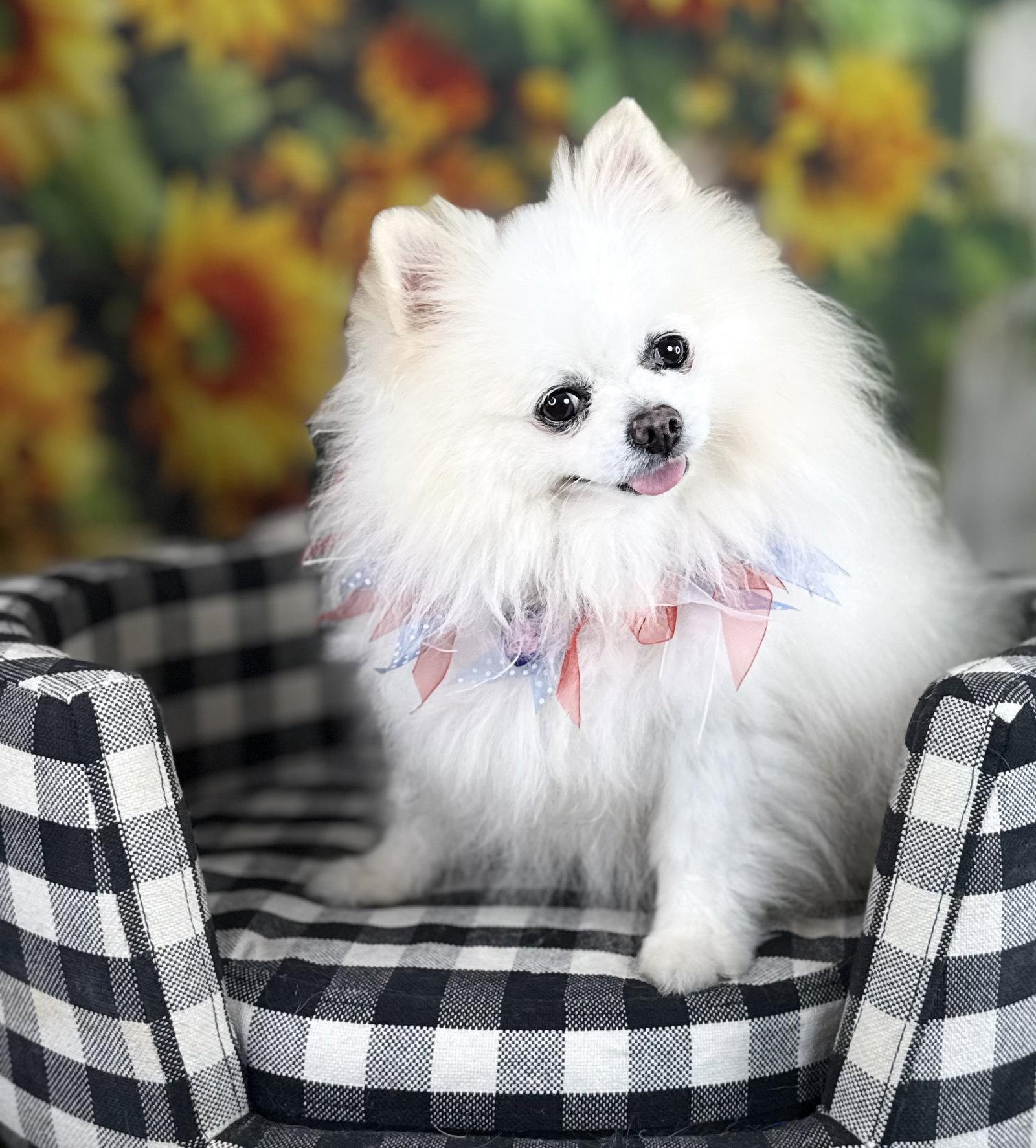 Pete, Adoptable, Adult Male Pomeranian.