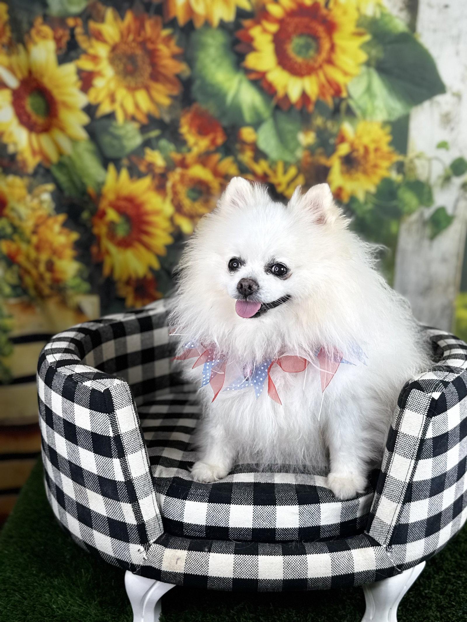 Pete, a Adoptable Pomeranian in Garland, TX image 2/3