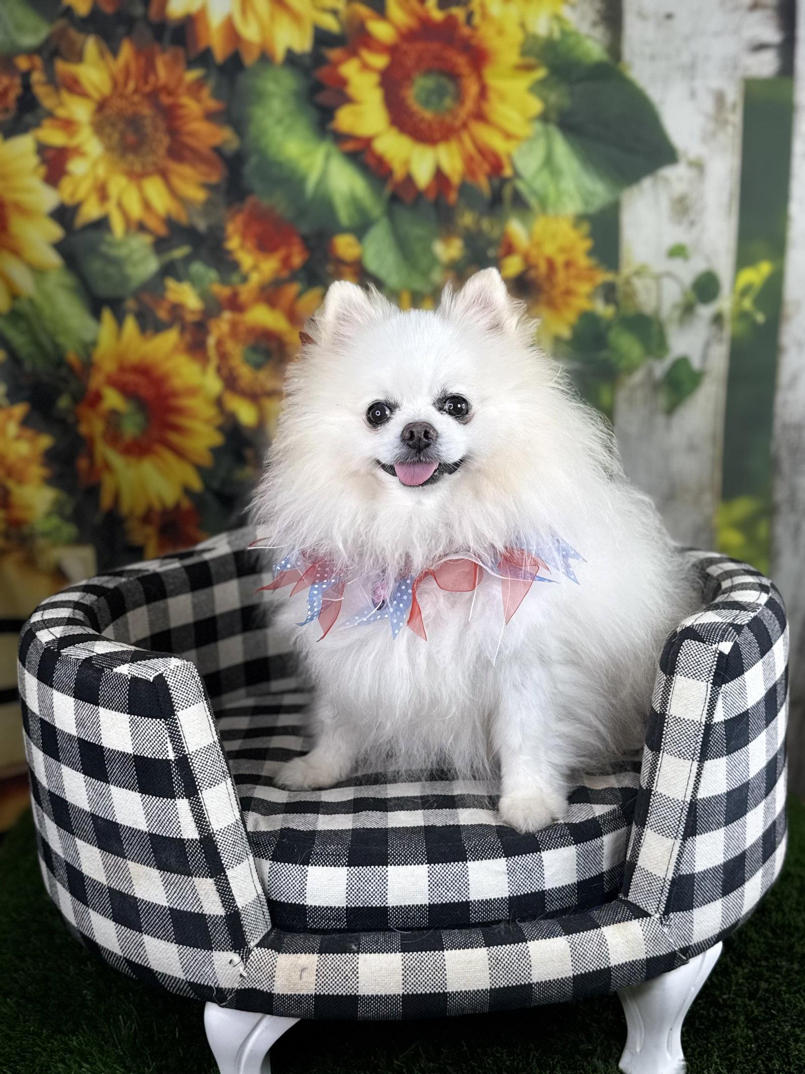 Pete, a Adoptable Pomeranian in Garland, TX image 3/3