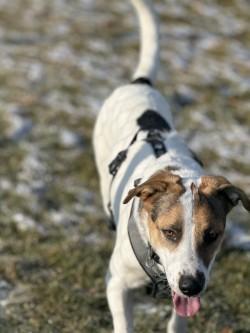Lucy, a Adoptable Mixed Breed in Hamilton, MT image 1/2