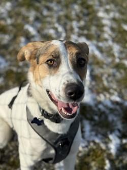 Lucy, a Adoptable Mixed Breed in Hamilton, MT image 2/2