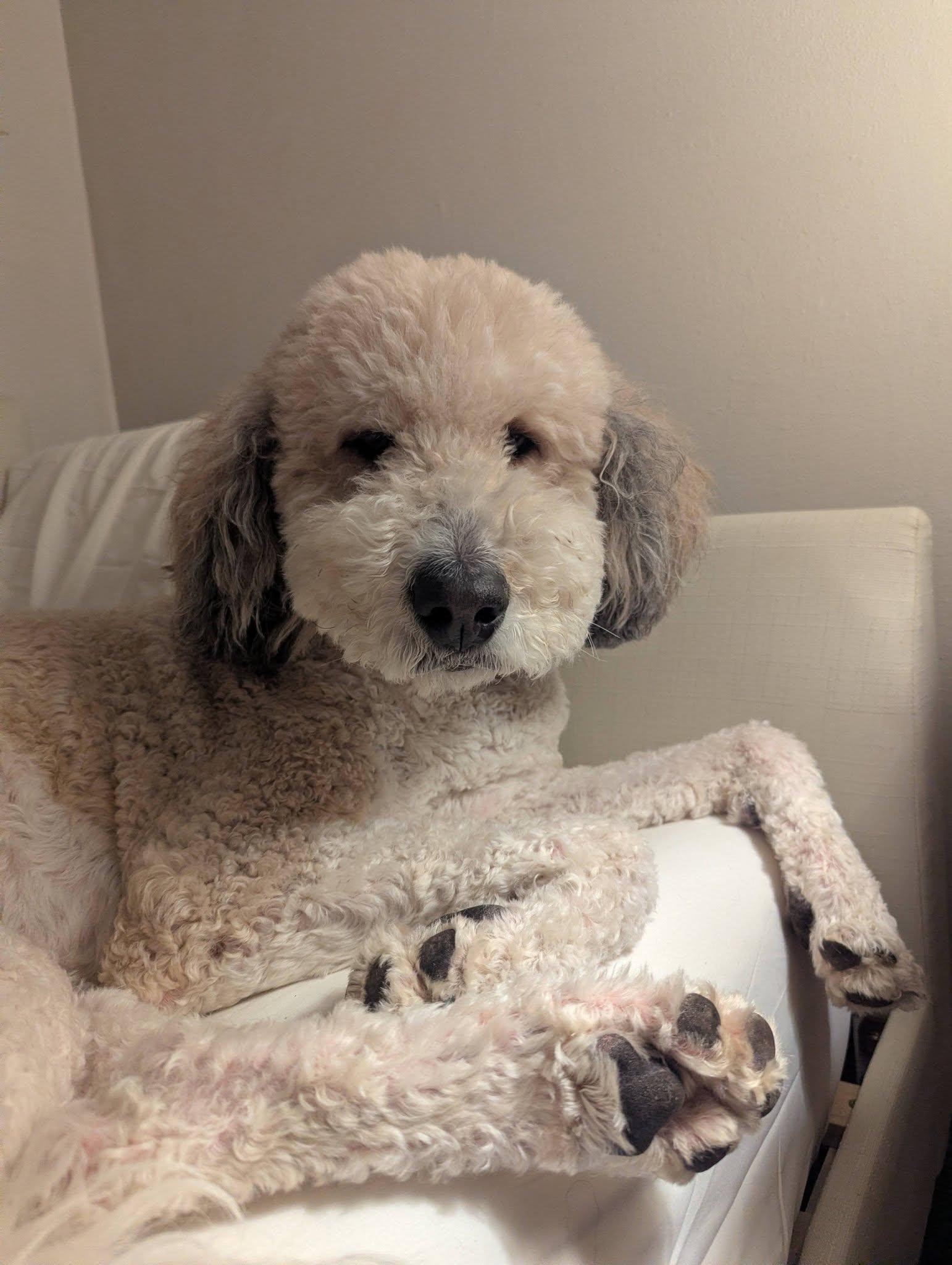 Enlarge Sophie, an adopted Bernadoodle in Little Falls, MN image 6/6