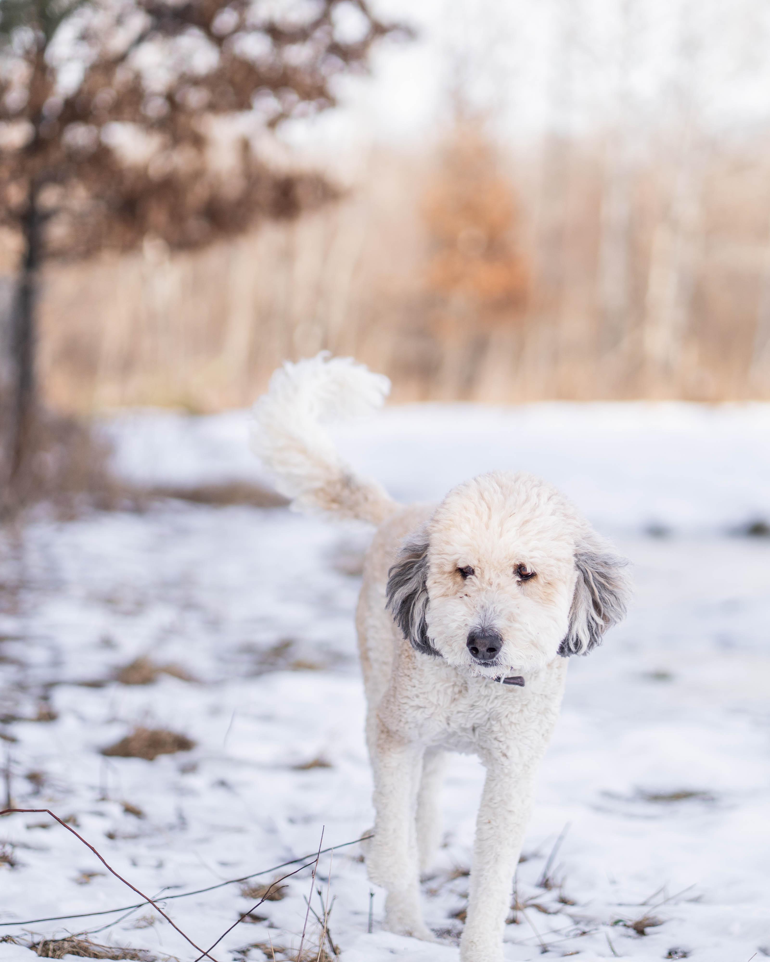 Enlarge Sophie, an adopted Bernadoodle in Little Falls, MN image 1/6