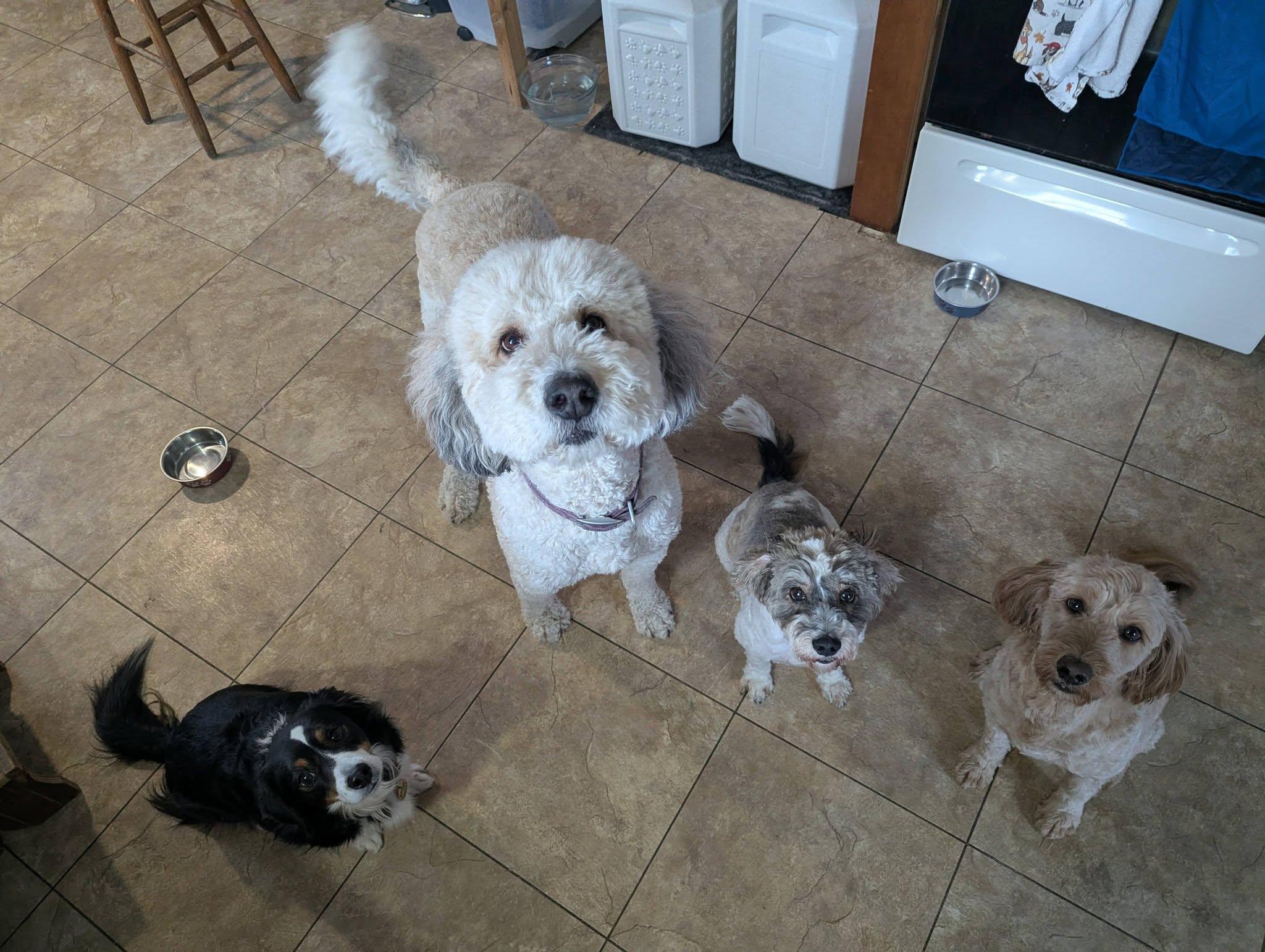 Enlarge Sophie, an adopted Bernadoodle in Little Falls, MN image 5/6