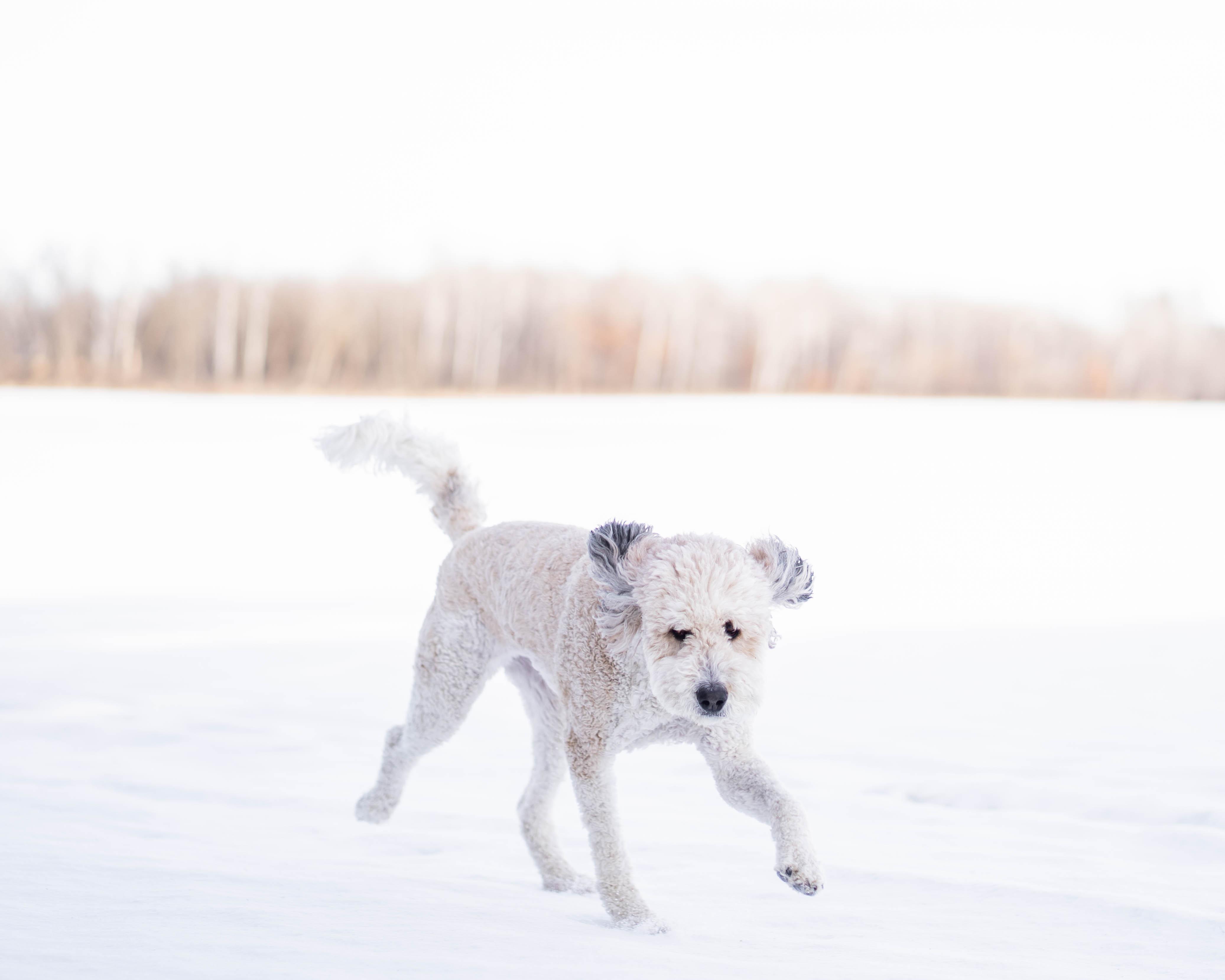 Enlarge Sophie, an adopted Bernadoodle in Little Falls, MN image 2/6