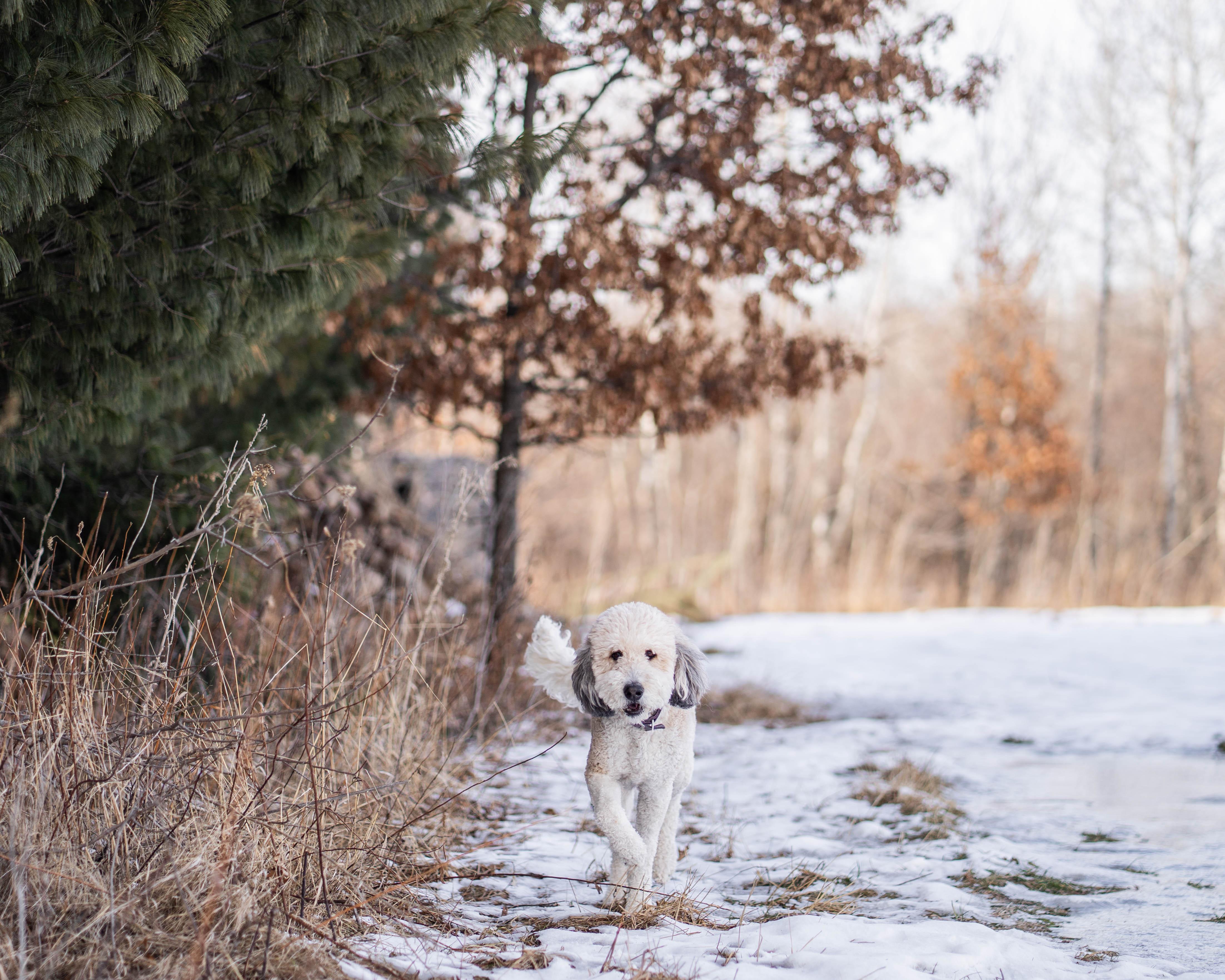 Enlarge Sophie, an adopted Bernadoodle in Little Falls, MN image 3/6