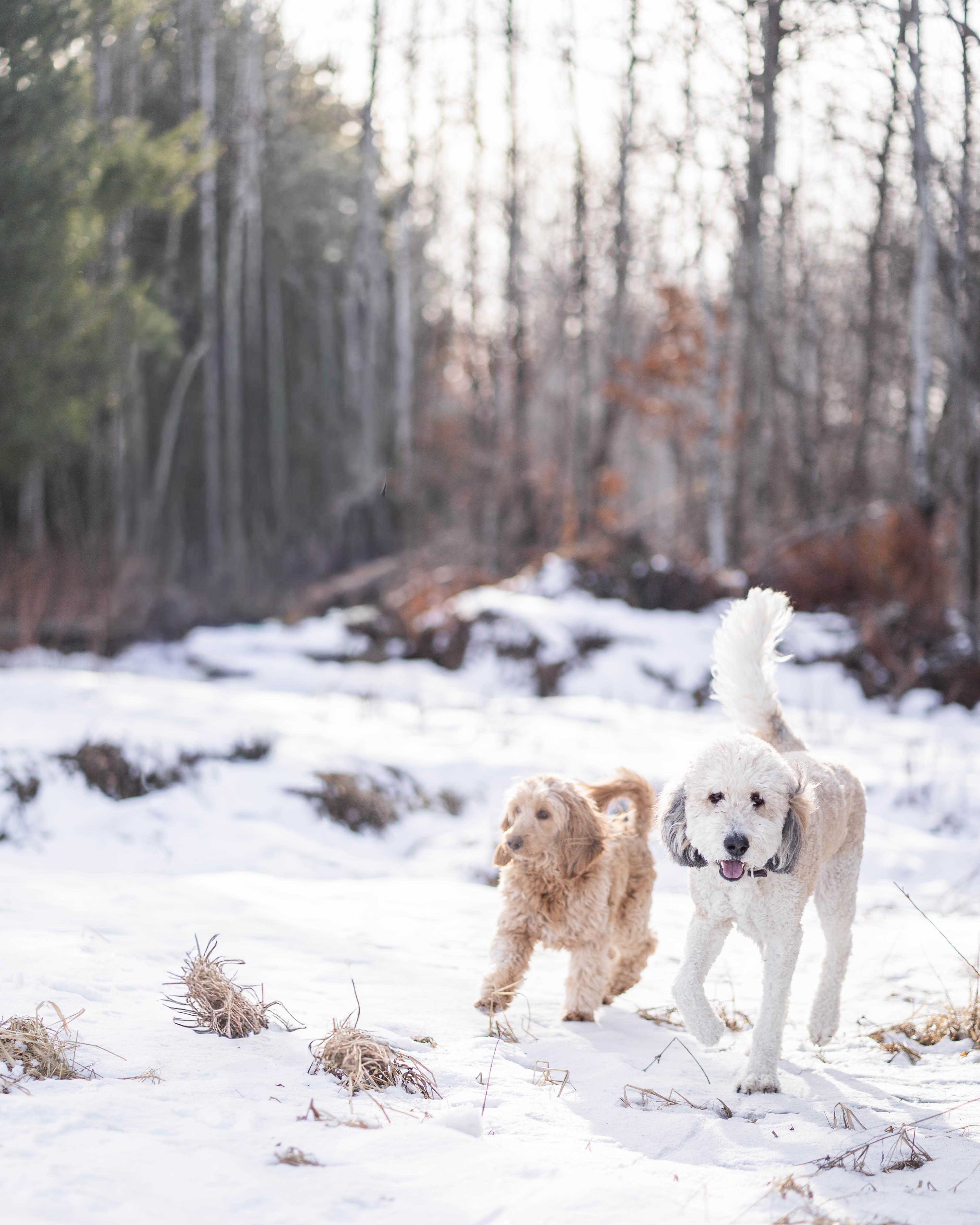 Enlarge Sophie, an adopted Bernadoodle in Little Falls, MN image 4/6