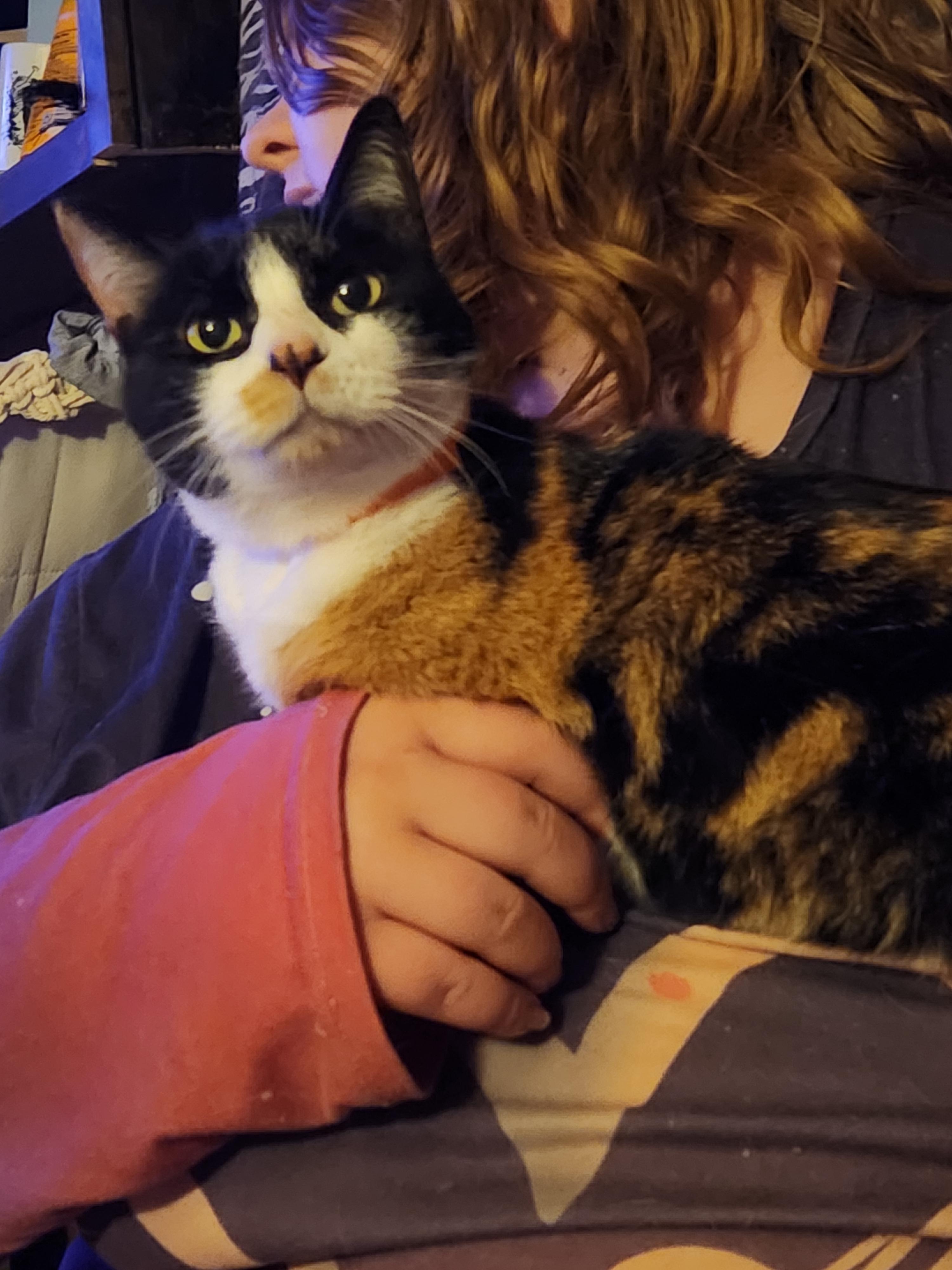 Enlarge Cali, an adopted Calico in Mount Pleasant, TX image 3/3