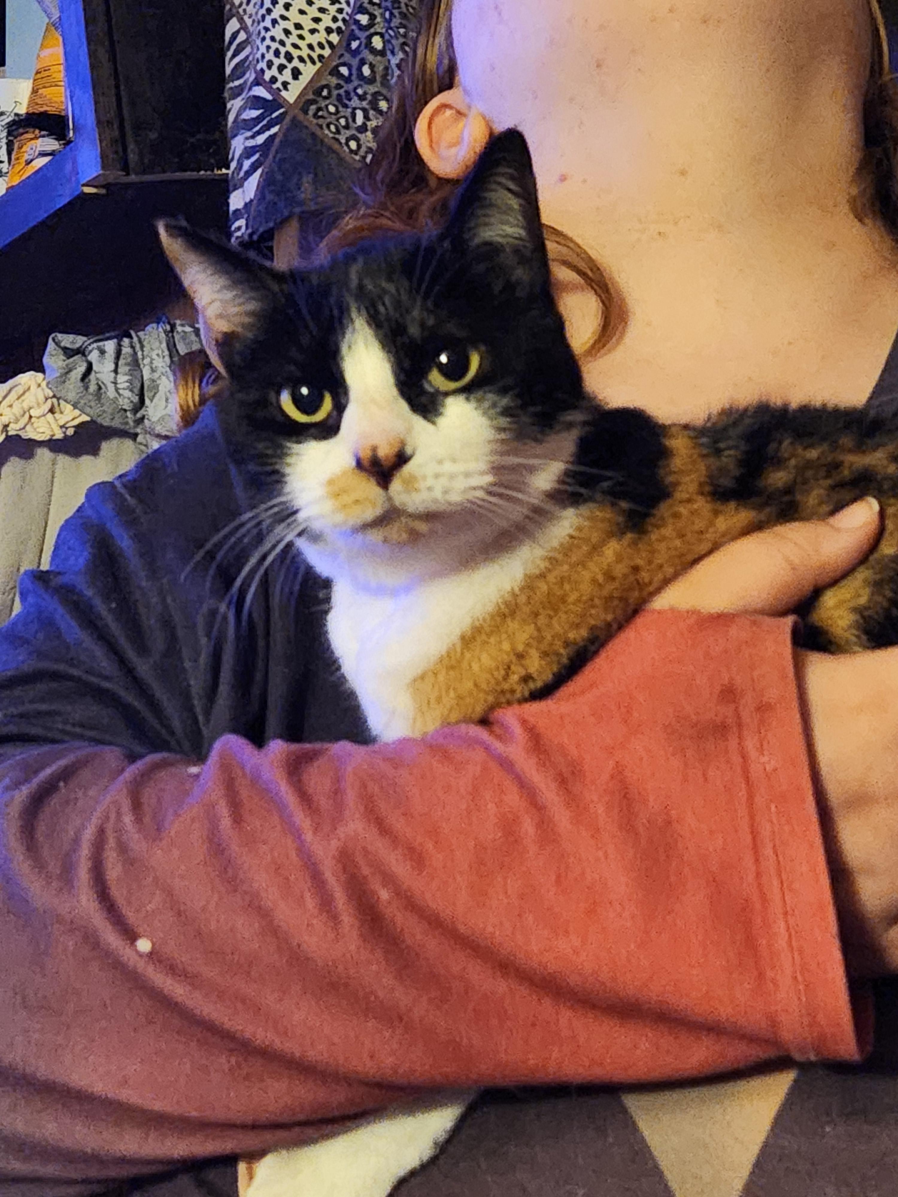 Cali, adopted, Adult Female Calico.