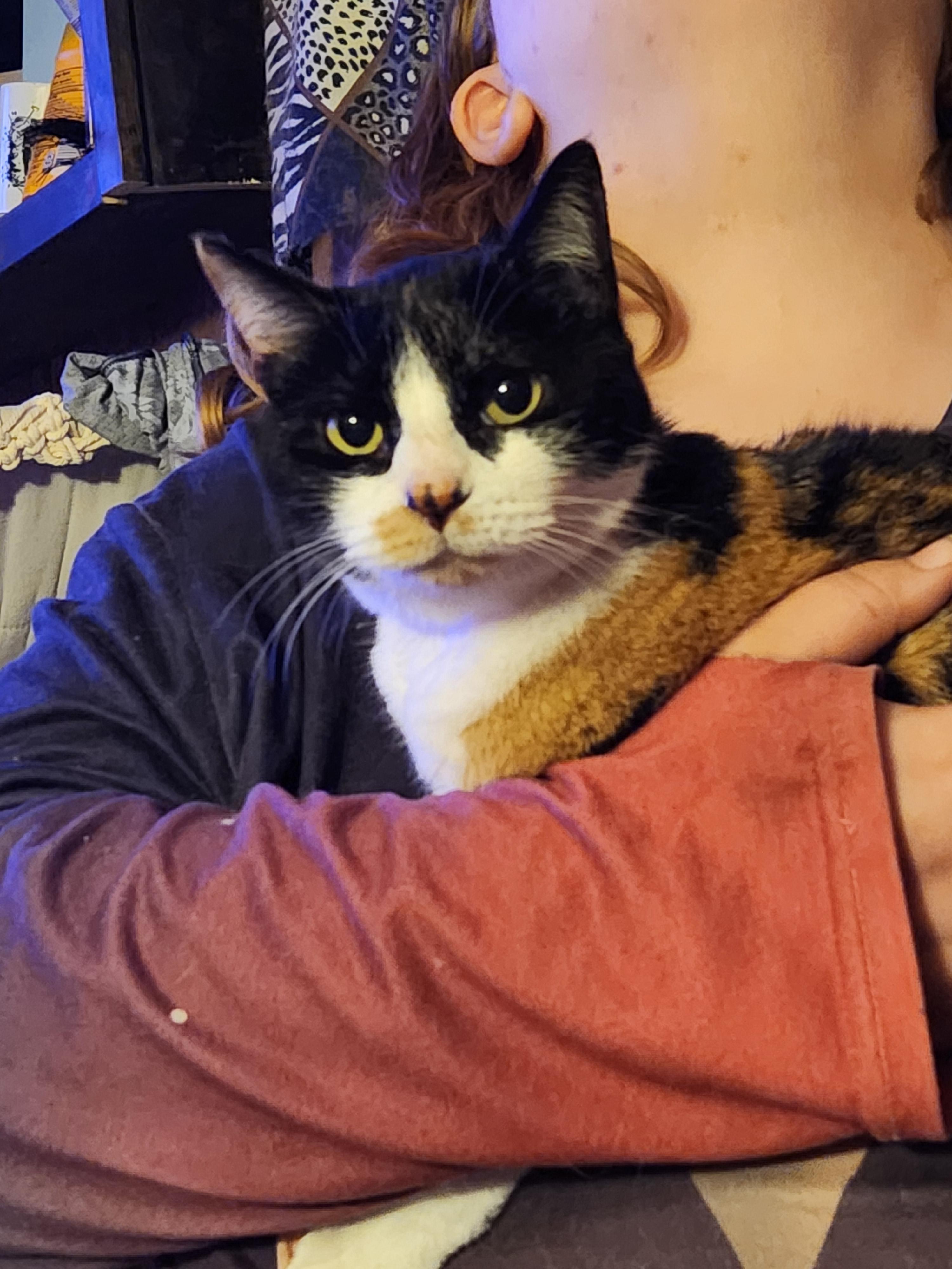 Enlarge Cali, an adopted Calico in Mount Pleasant, TX image 2/3