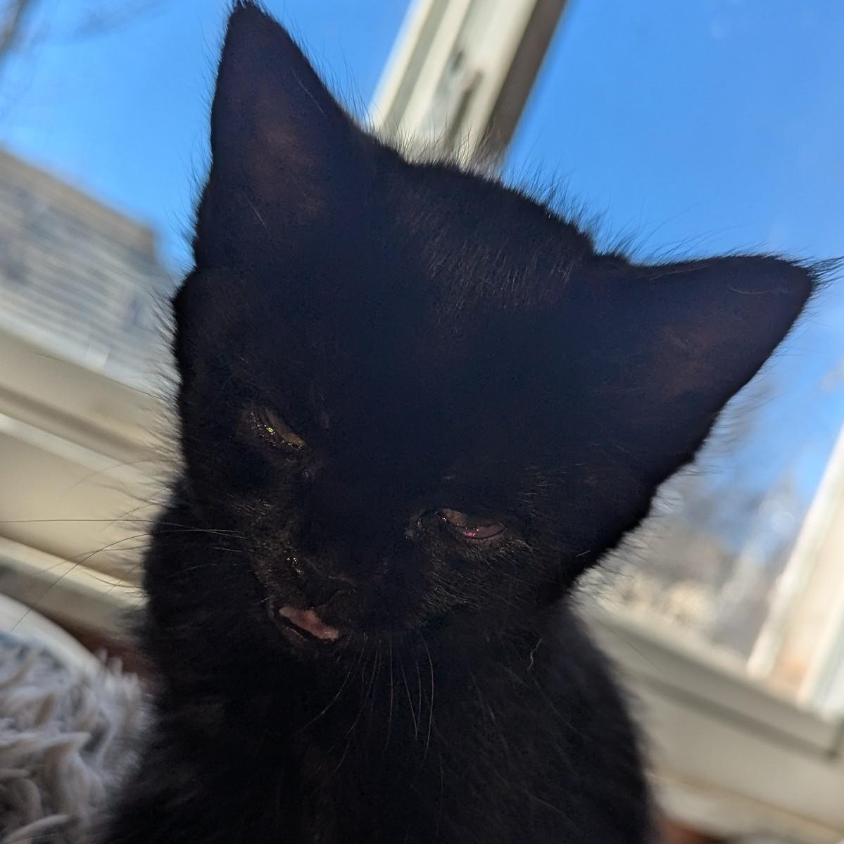 Enlarge Sweetie - Mom hates me, an adopted Domestic Short Hair in Keego Harbor, MI image 5/6