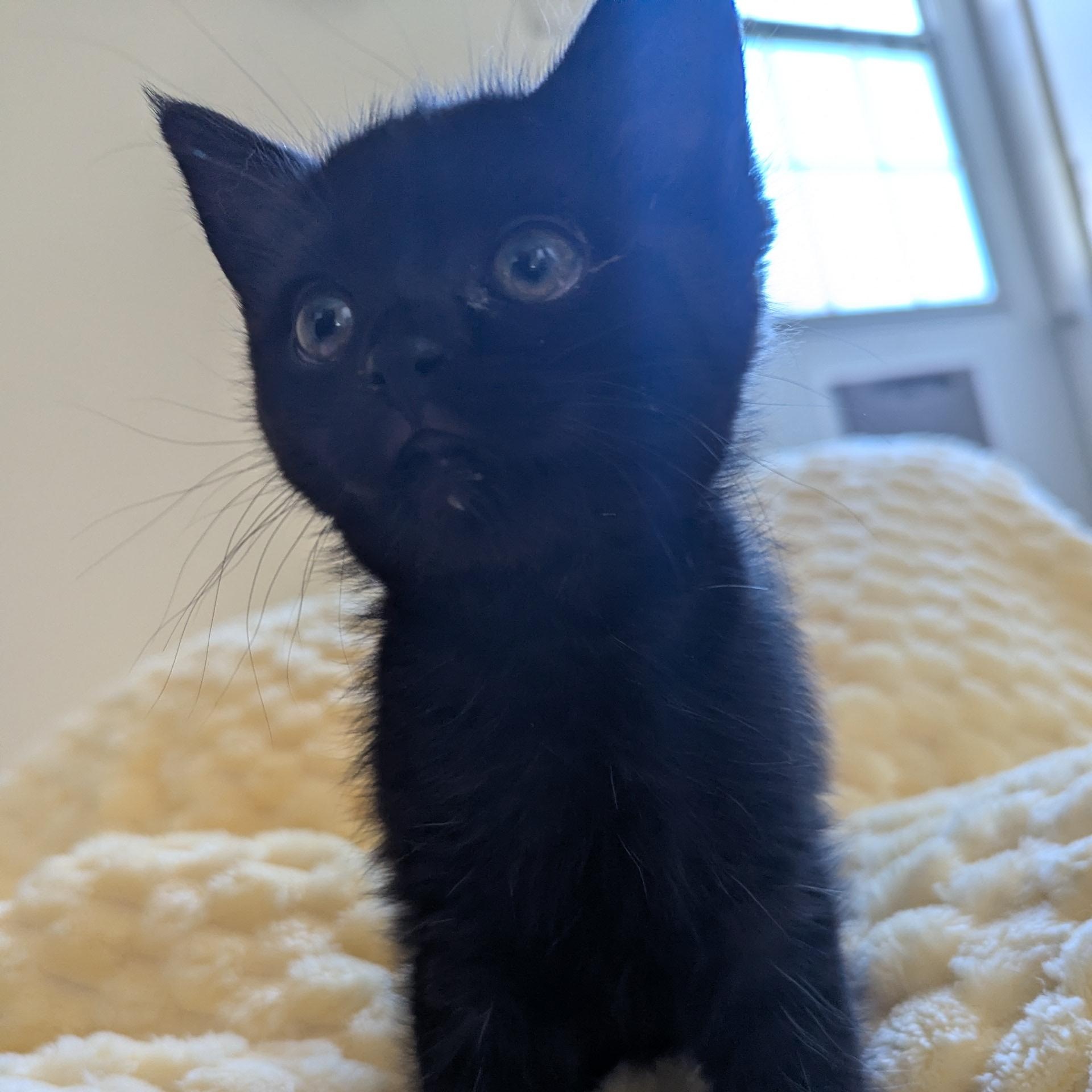 Enlarge Sweetie - Mom hates me, an adopted Domestic Short Hair in Keego Harbor, MI image 6/6