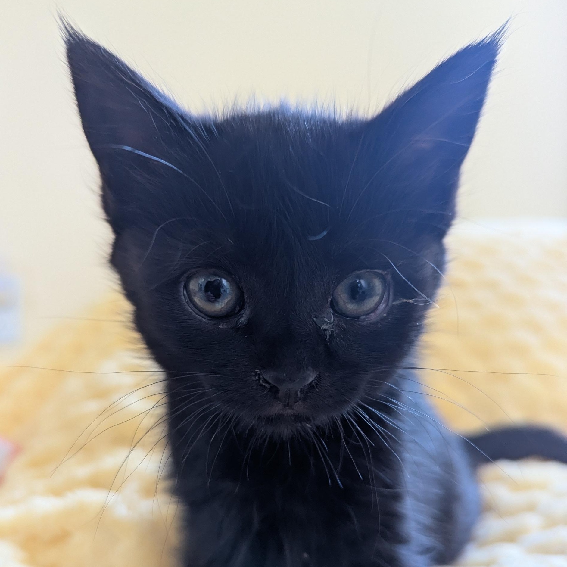 Enlarge Sweetie - Mom hates me, an adopted Domestic Short Hair in Keego Harbor, MI image 1/6