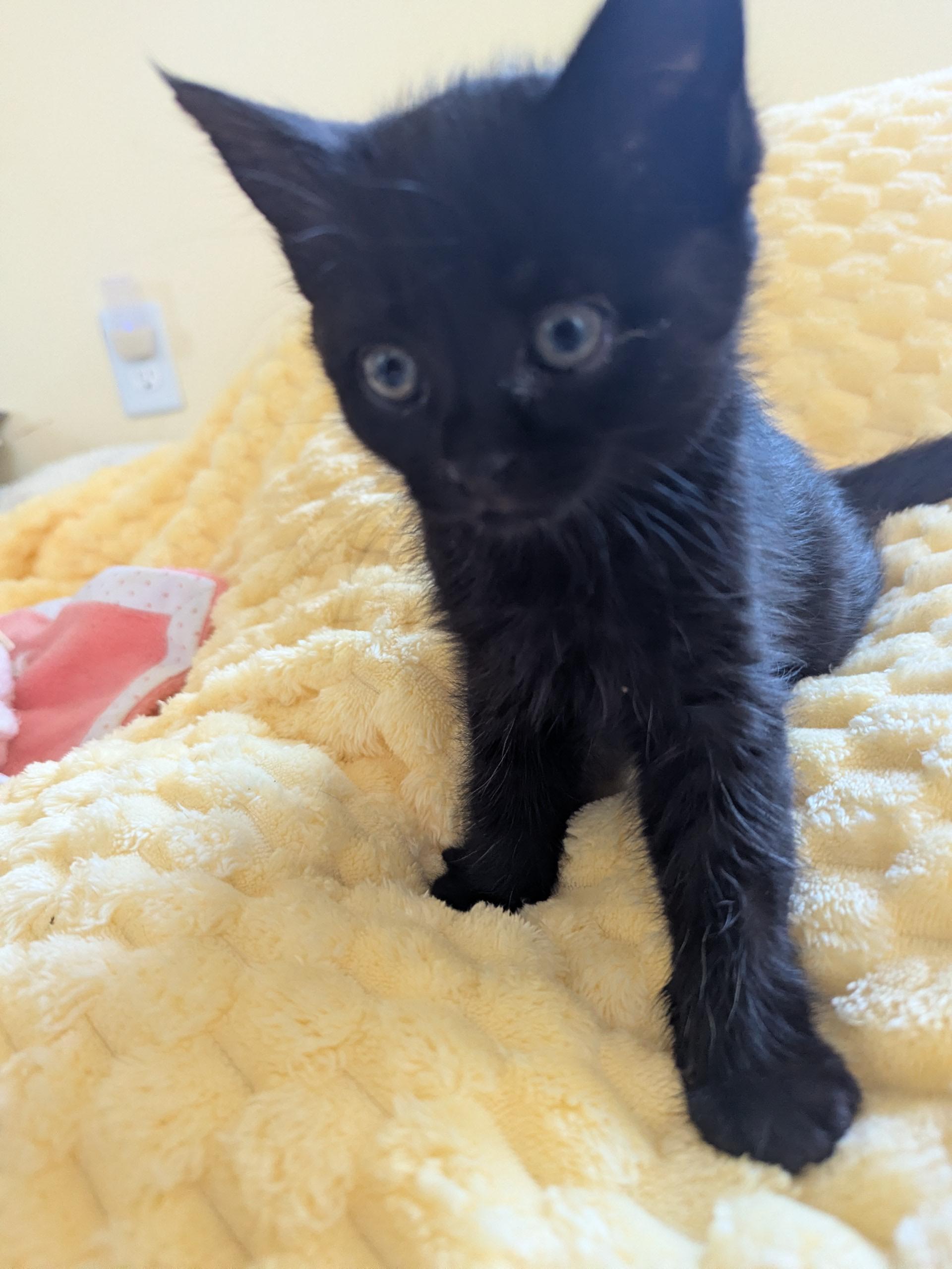 Enlarge Sweetie - Mom hates me, an adopted Domestic Short Hair in Keego Harbor, MI image 2/6