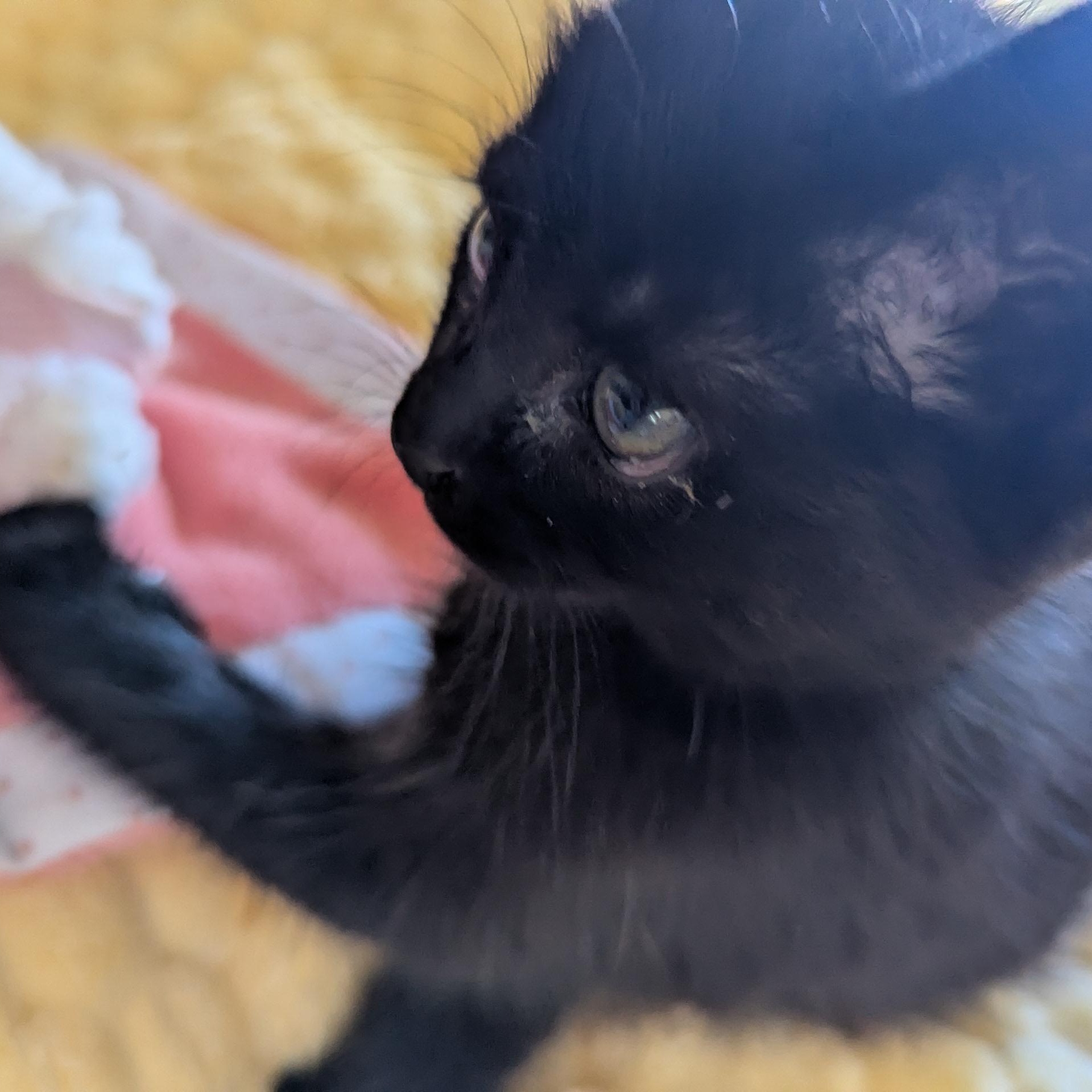 Enlarge Sweetie - Mom hates me, an adopted Domestic Short Hair in Keego Harbor, MI image 3/6