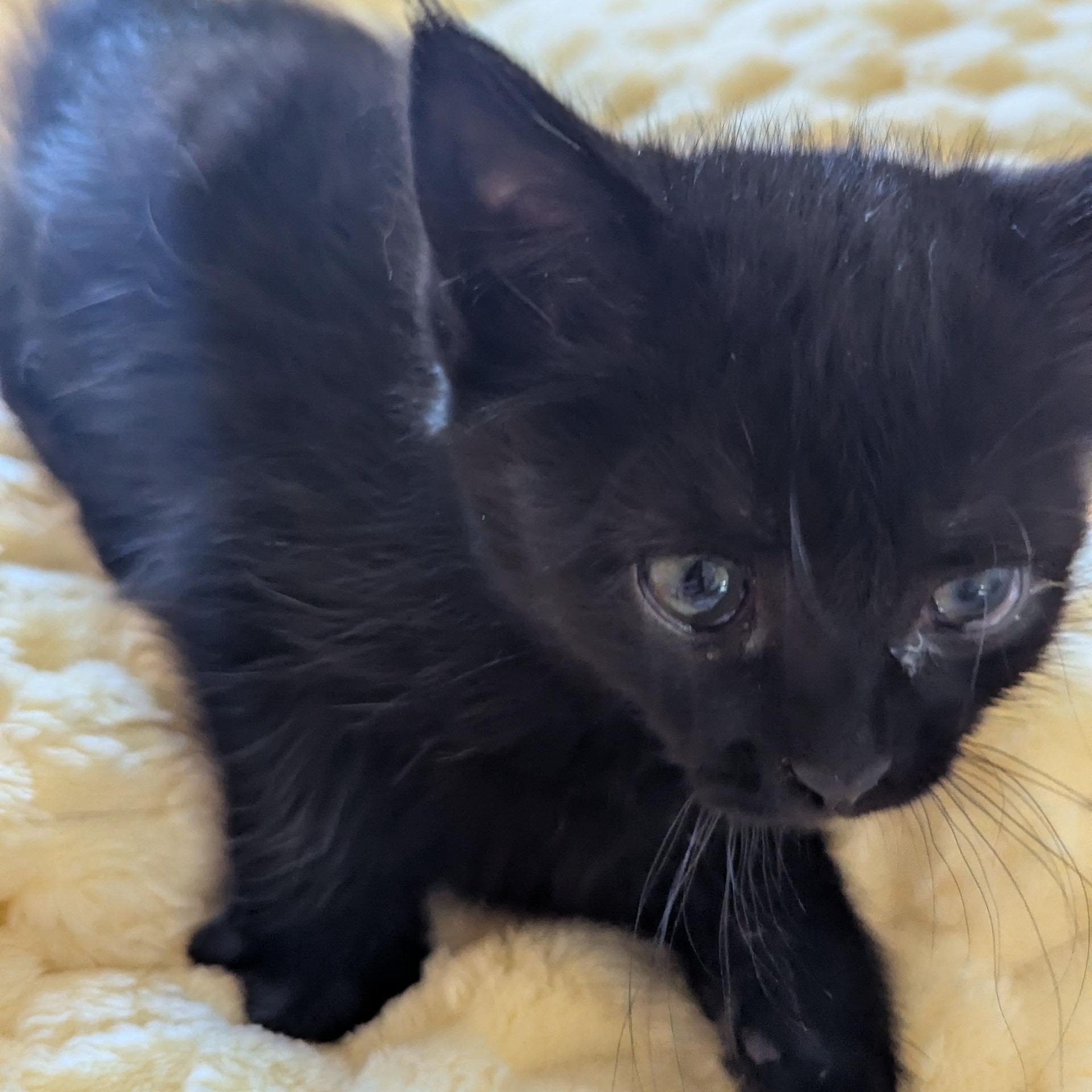 Enlarge Sweetie - Mom hates me, an adopted Domestic Short Hair in Keego Harbor, MI image 4/6